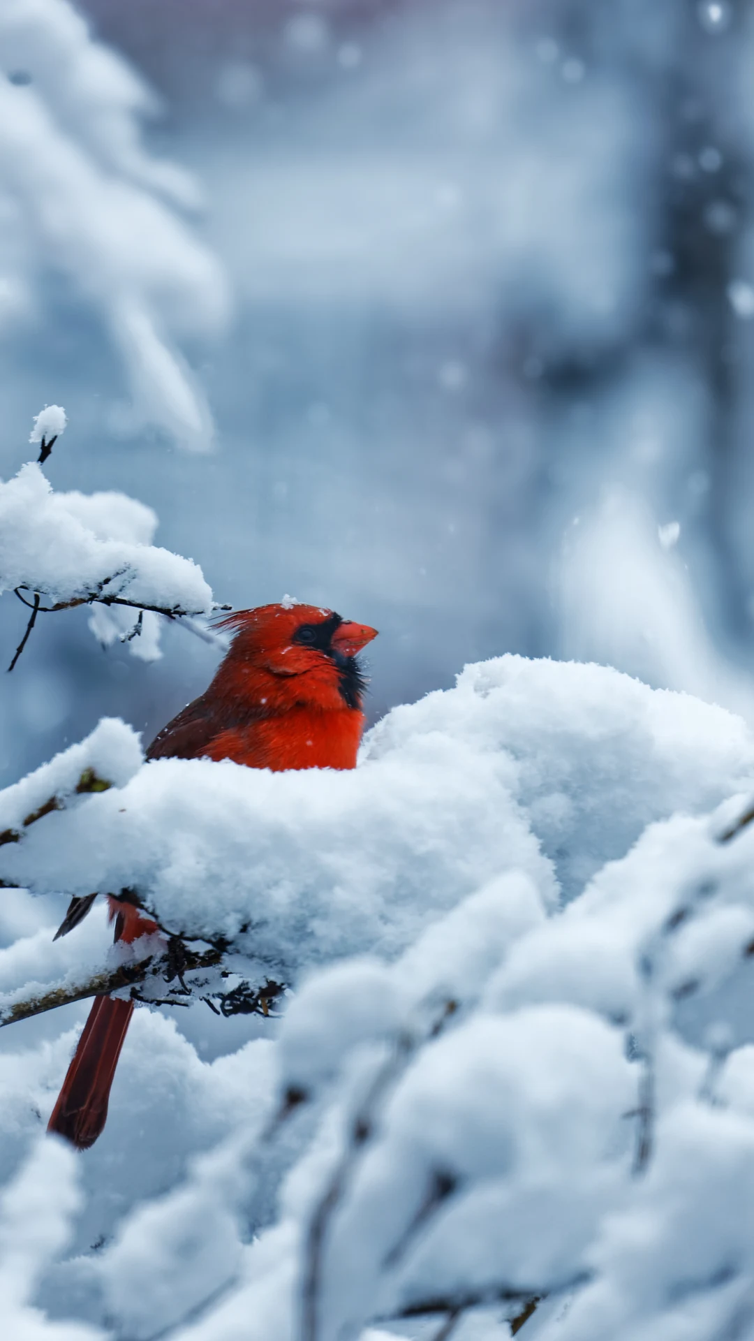 Was fliegt denn da? Menschen sollen Wintervögel zählen