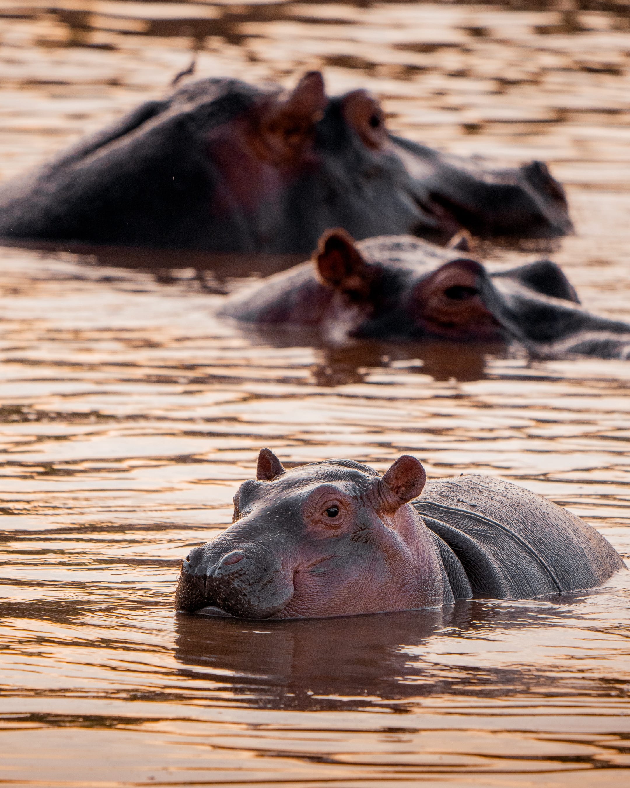 นอนหงายท้องแบบนี้...ทำเอาคนเห็นใจคอไม่ดีเลยนะน้อน