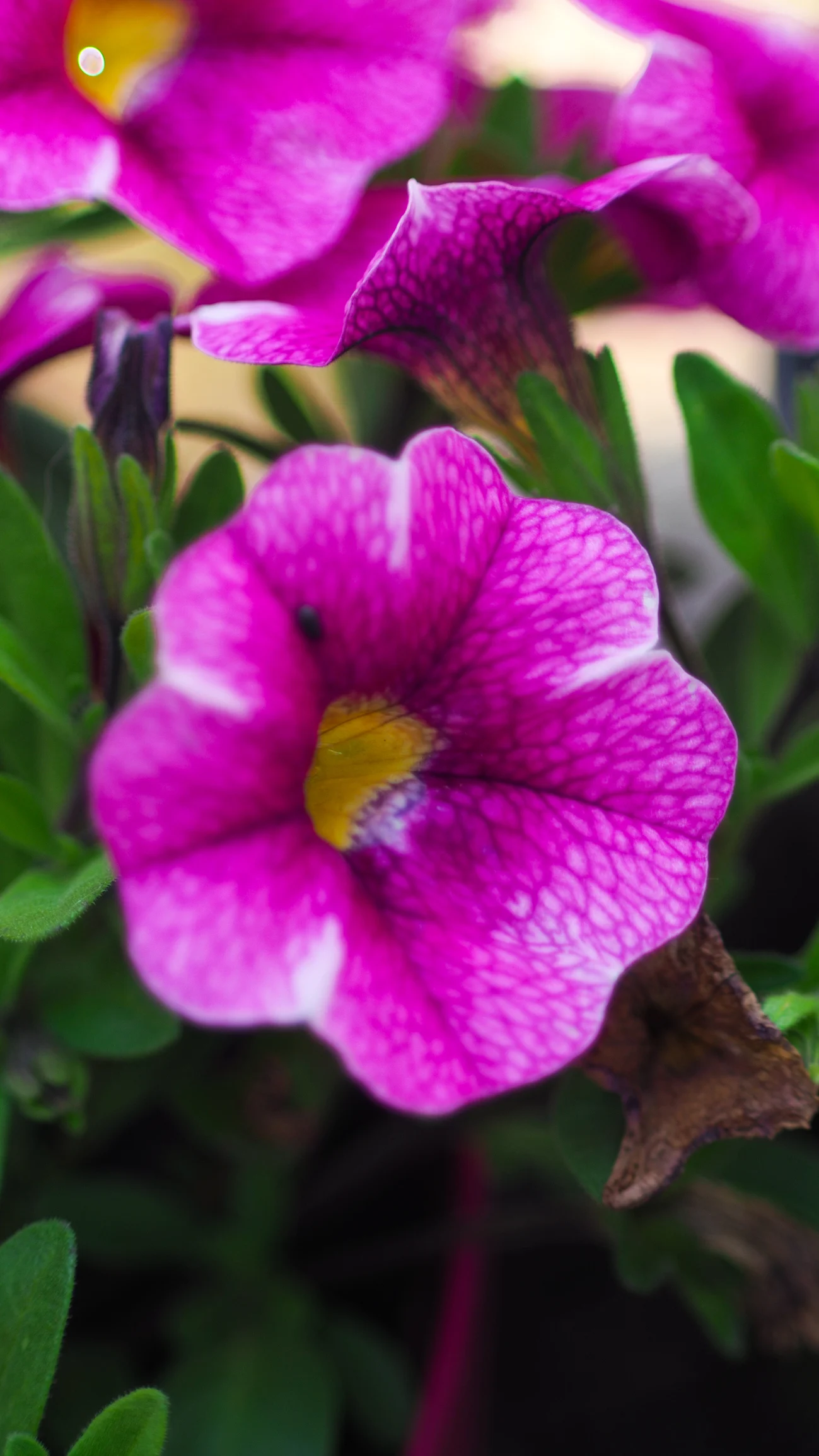 14 plantas de exterior para que puedas presumir de jardín y terraza