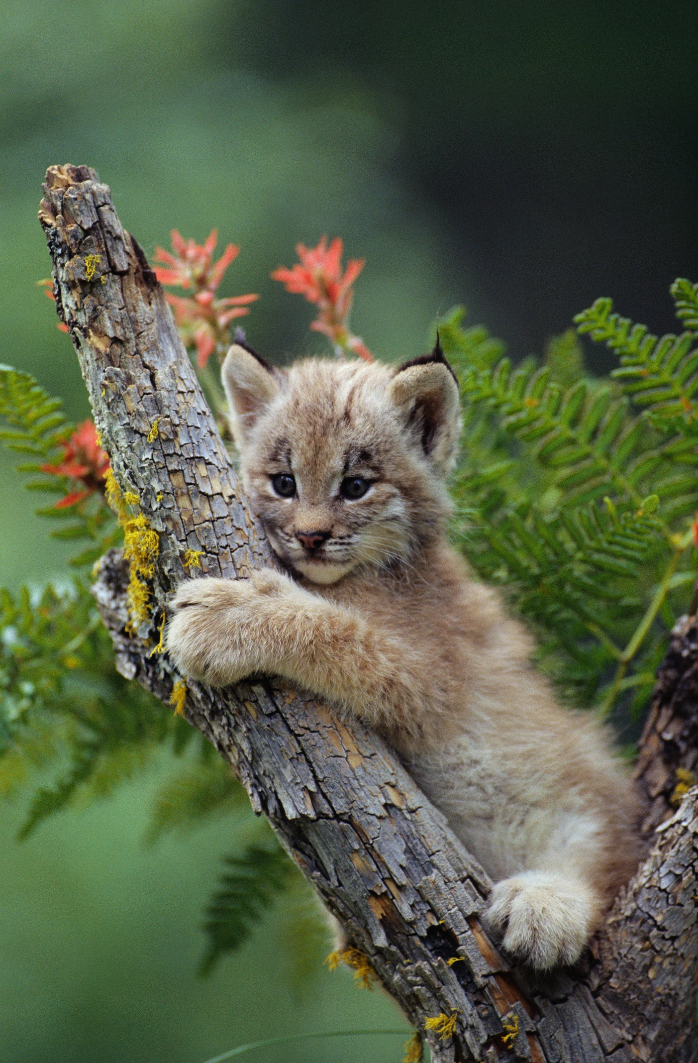 Sanglier, loup, lynx, ours… : voici comment réagir si vous croisez un animal sauvage