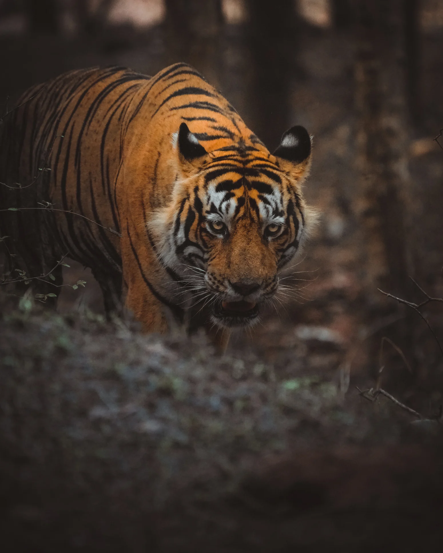 เสือโคร่งกระจายพันธุ์ในป่าแก่งกระจาน-กุยบุรี อีกพื้นที่ความหวังของการอนุรักษ์สัตว์ผู้ล่า