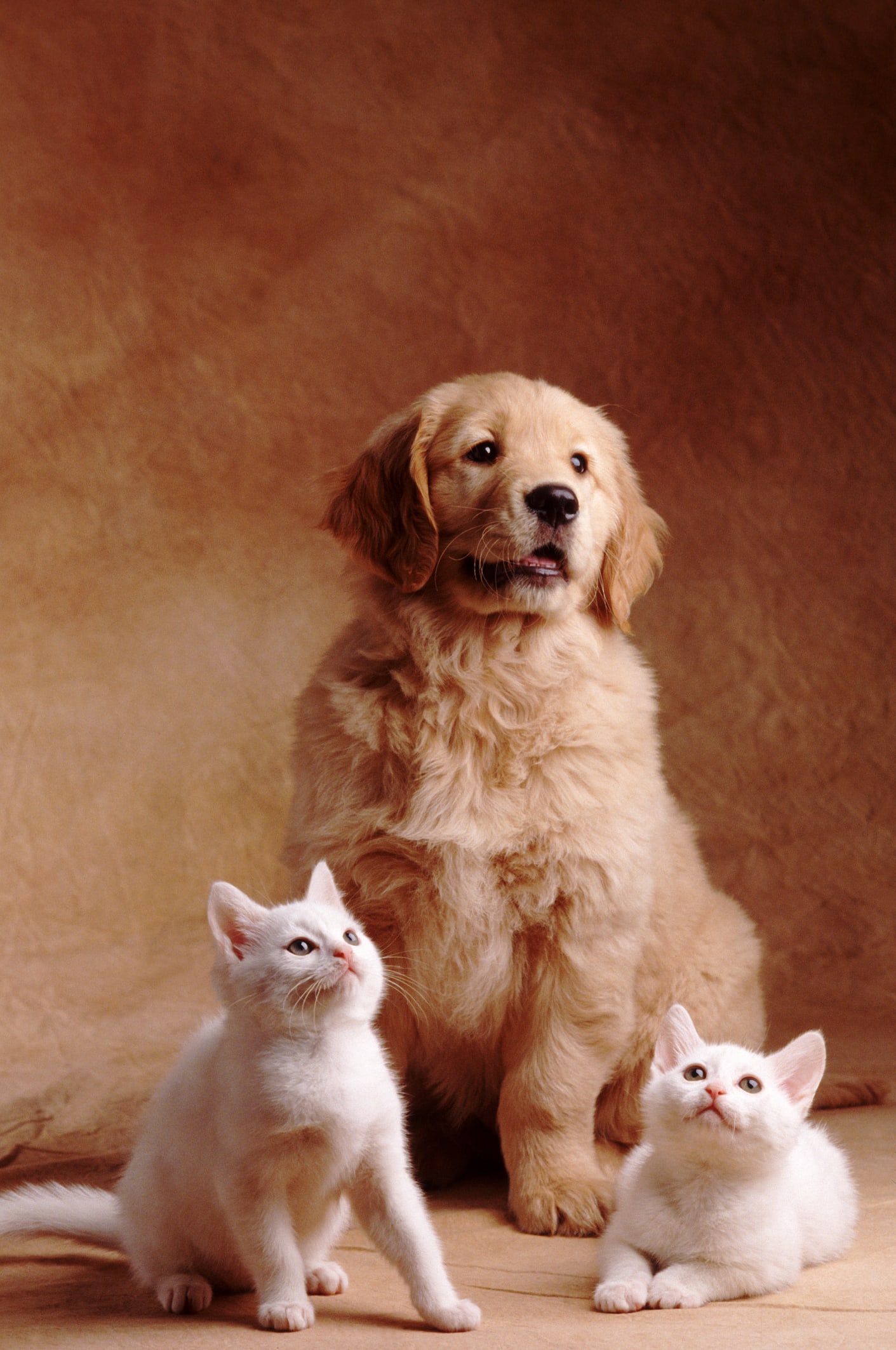 Rescue dog raises seven kittens found without their mum