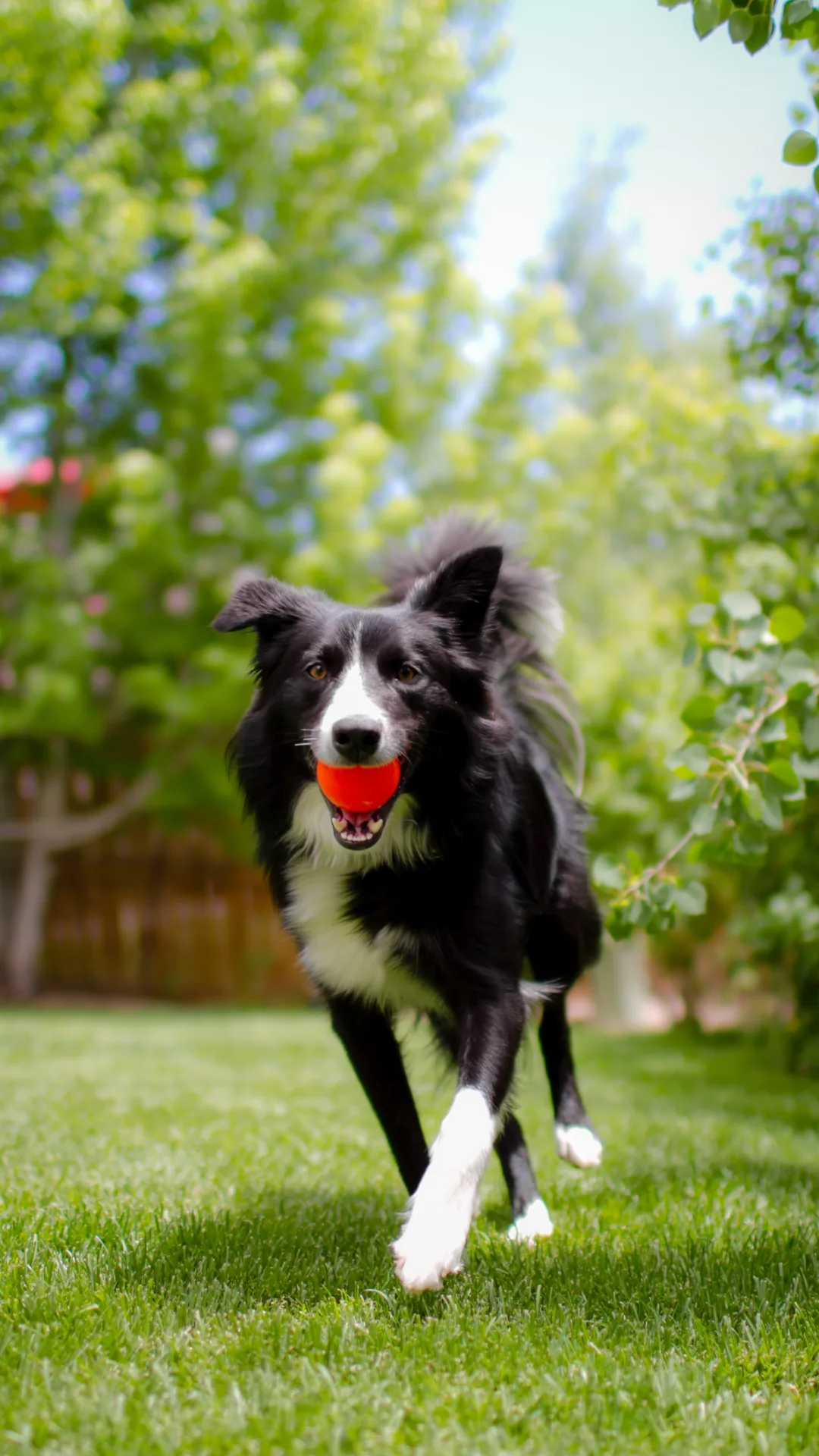 Dogs can 'effortlessly' learn names of their toys, study finds