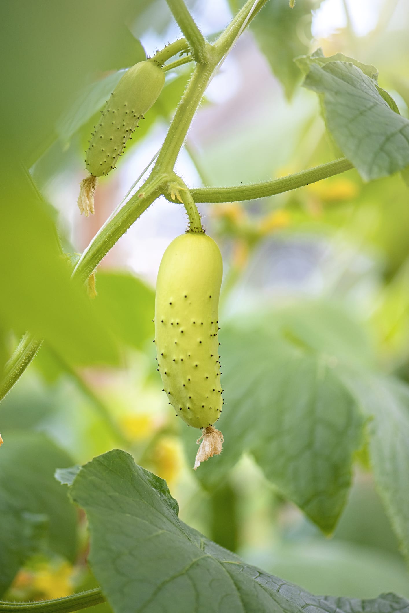 The 17 best UK gardens and top ways to visit them
