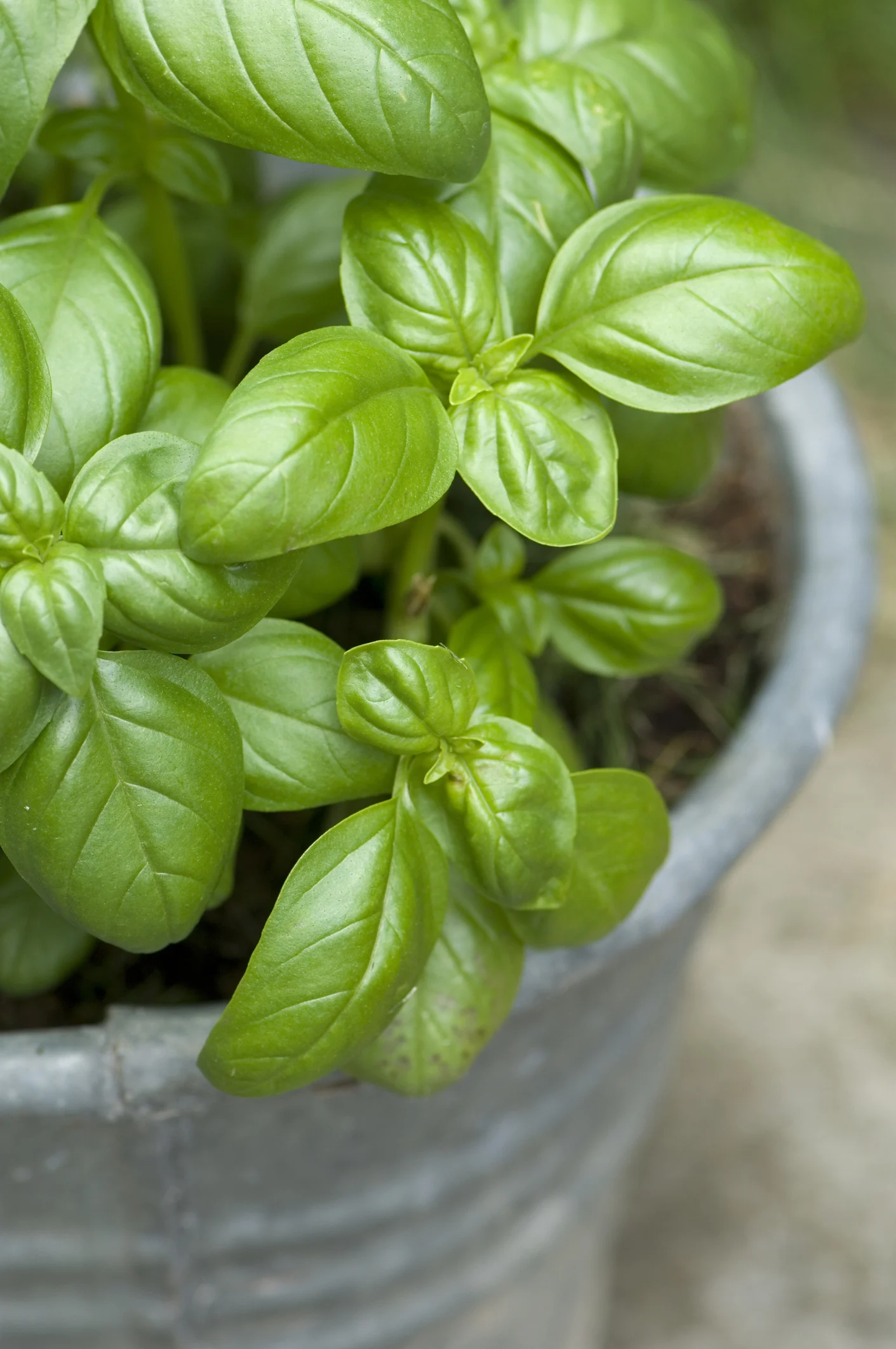 Basilikum gießen: Das ist das Geheimnis