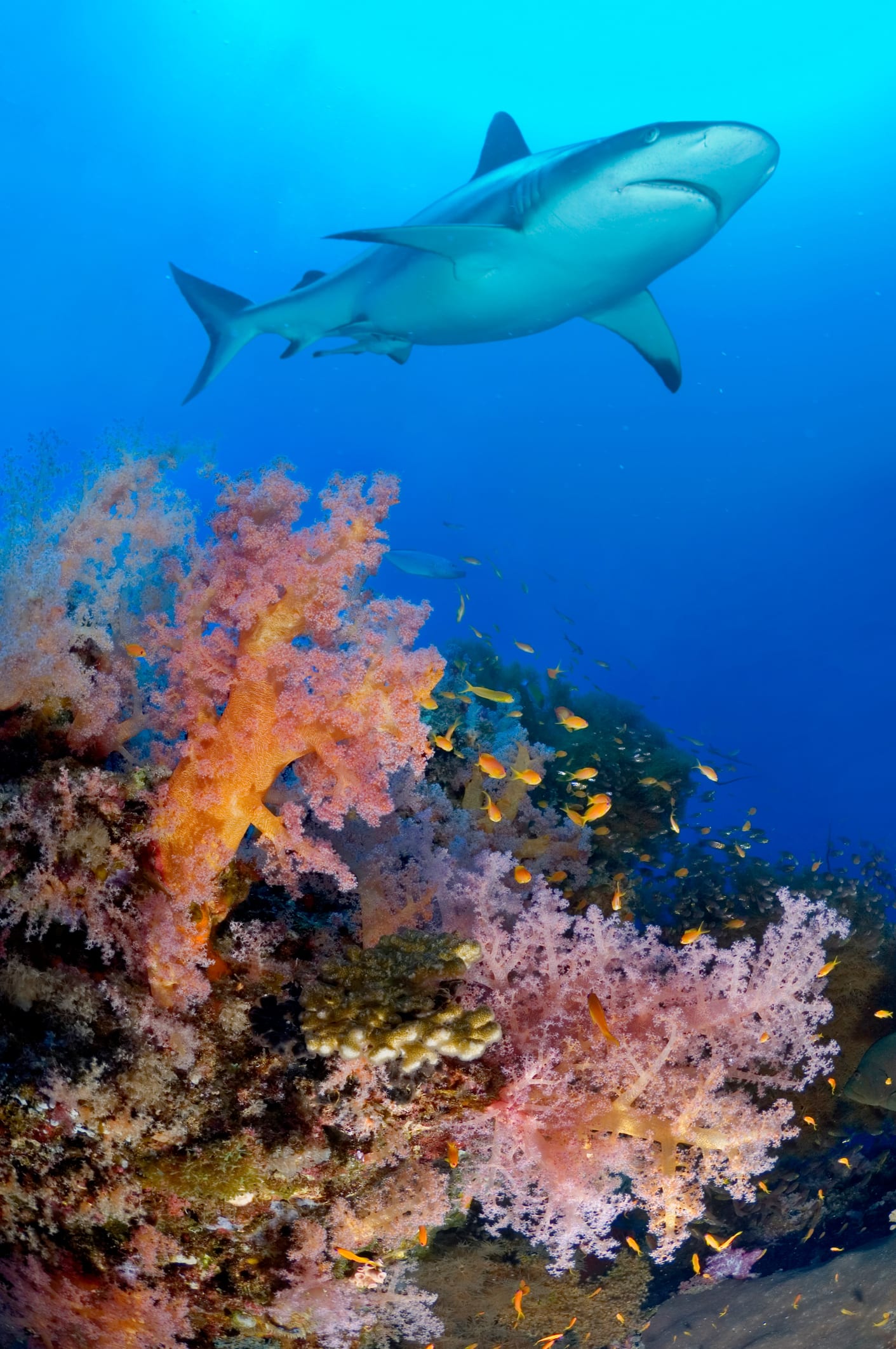 Shark expert explains why surfers shouldn't be in water after a flood