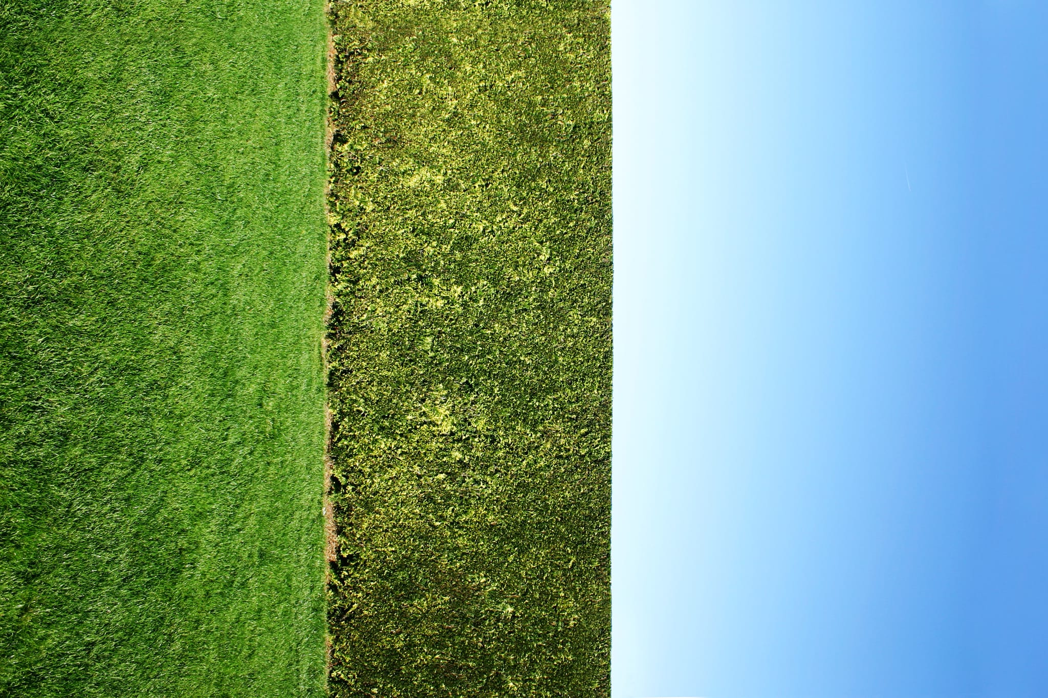 Vorsicht beim Heckenschneiden! So sehr schadet Ihr damit den Vögeln