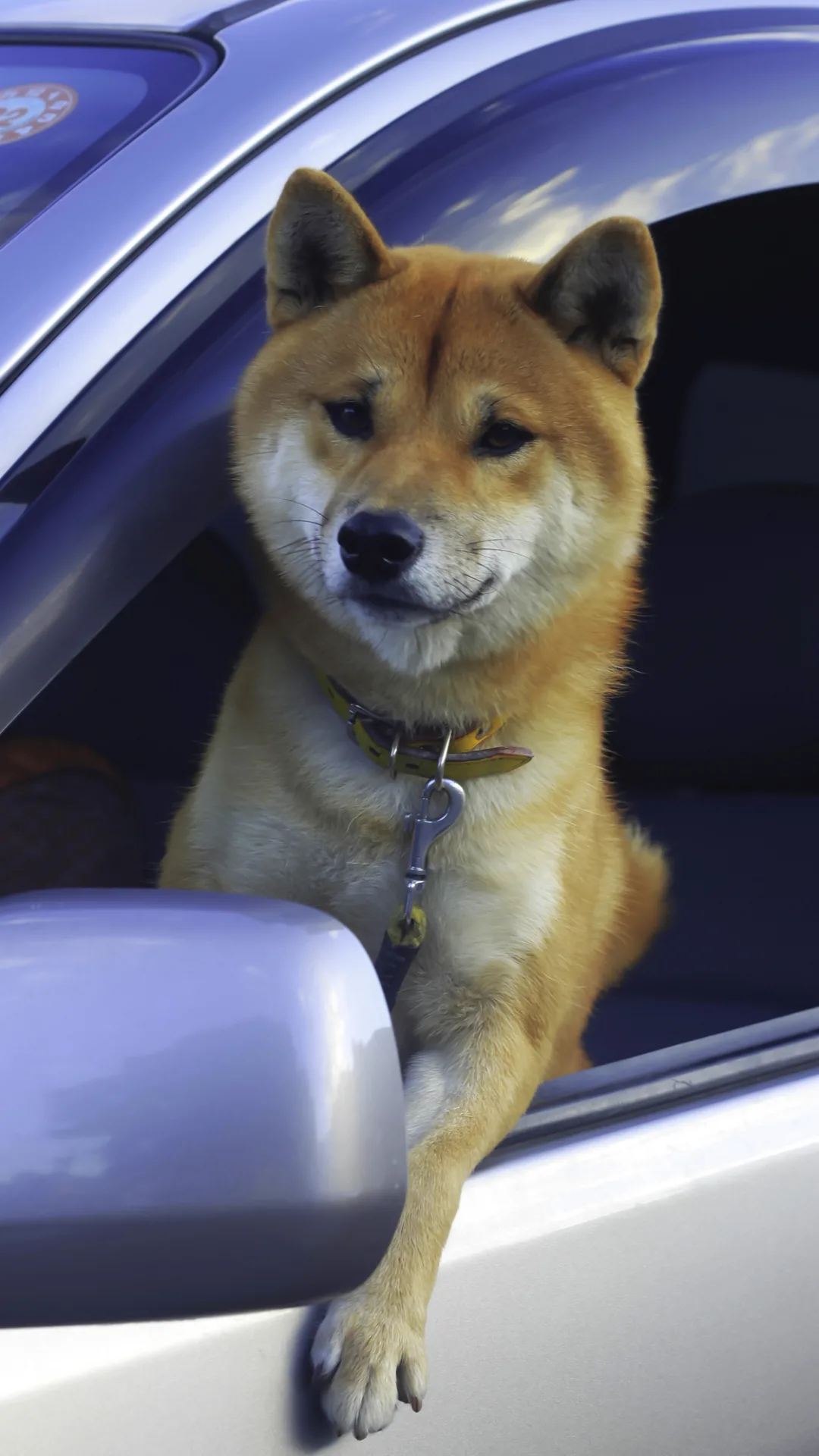 What to do if you see a dog trapped in a hot car