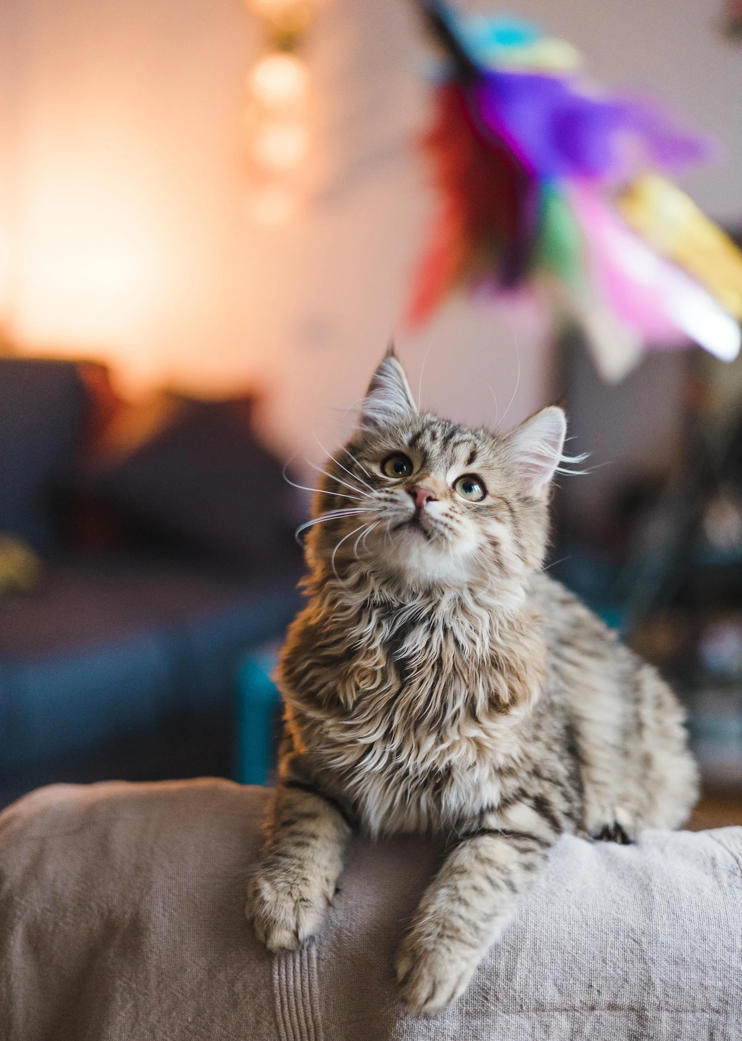 Los gatos sí saben cómo se llaman; estudio lo explica