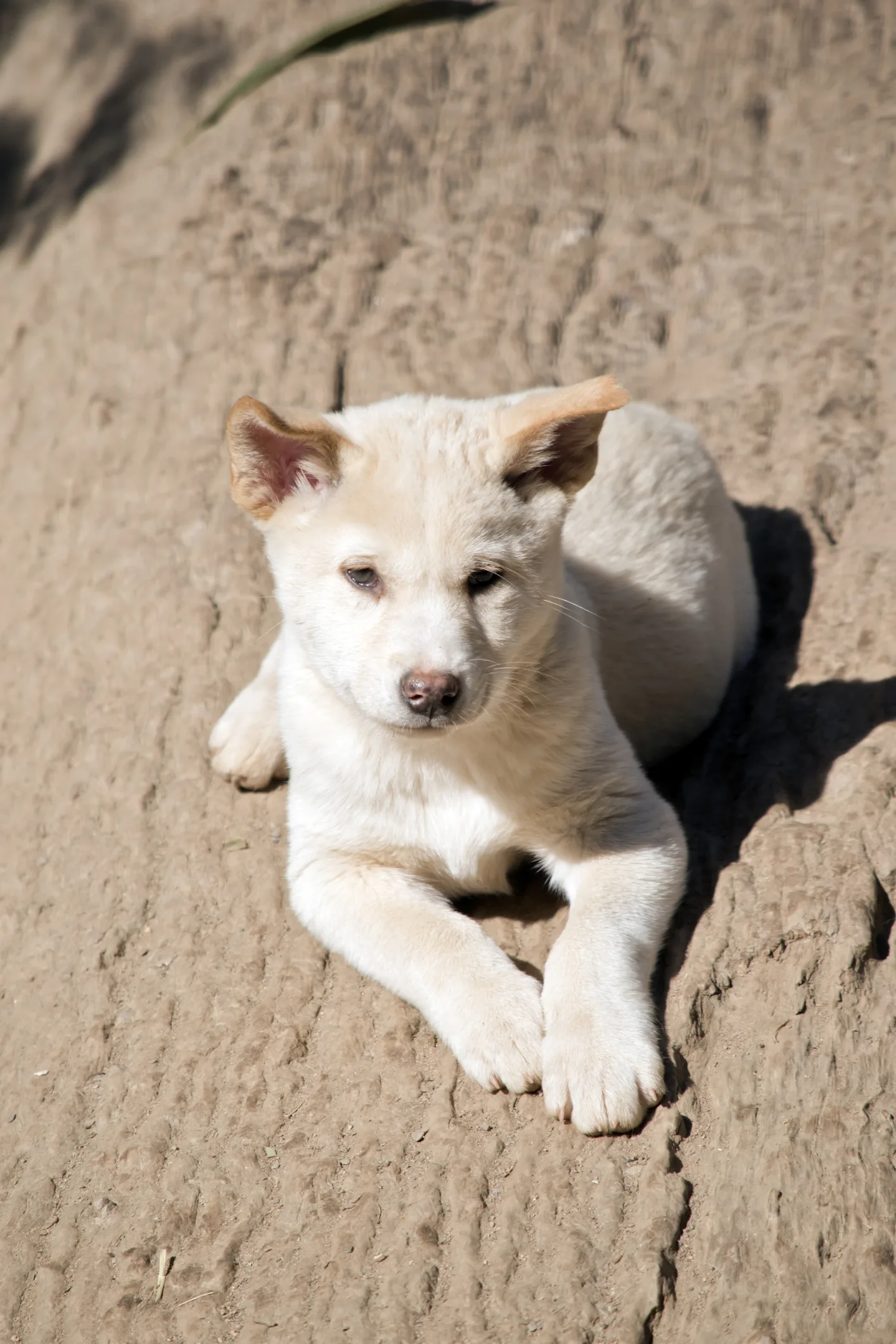 Los dingos australianos, un 