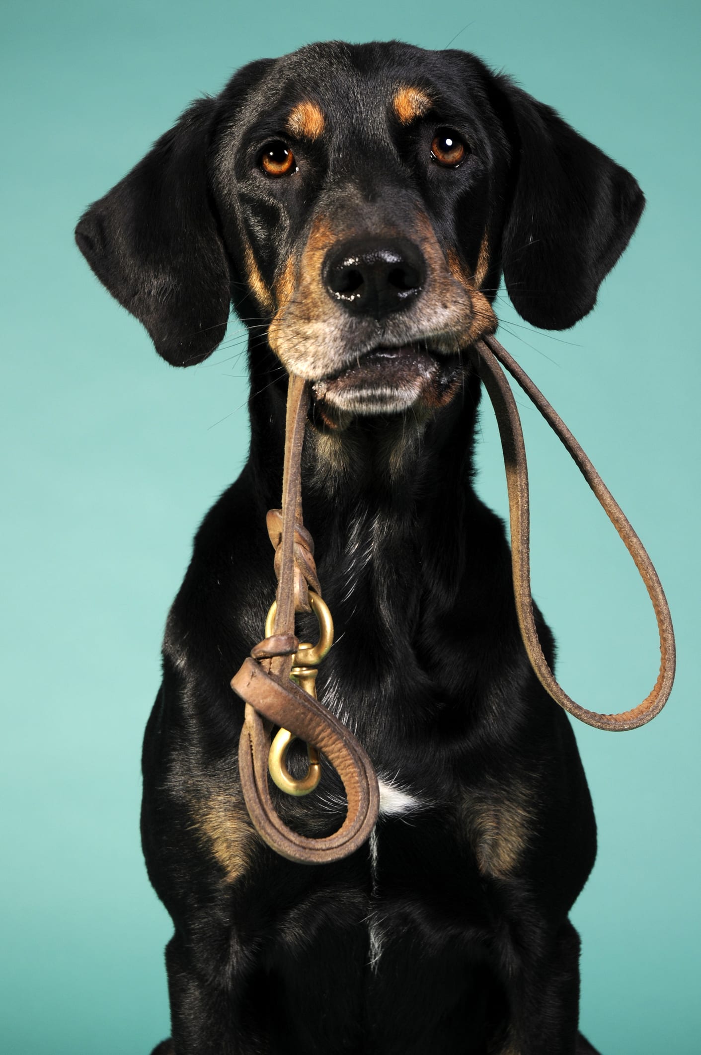 El truco perfecto para que tu perro deje de tirar la correa