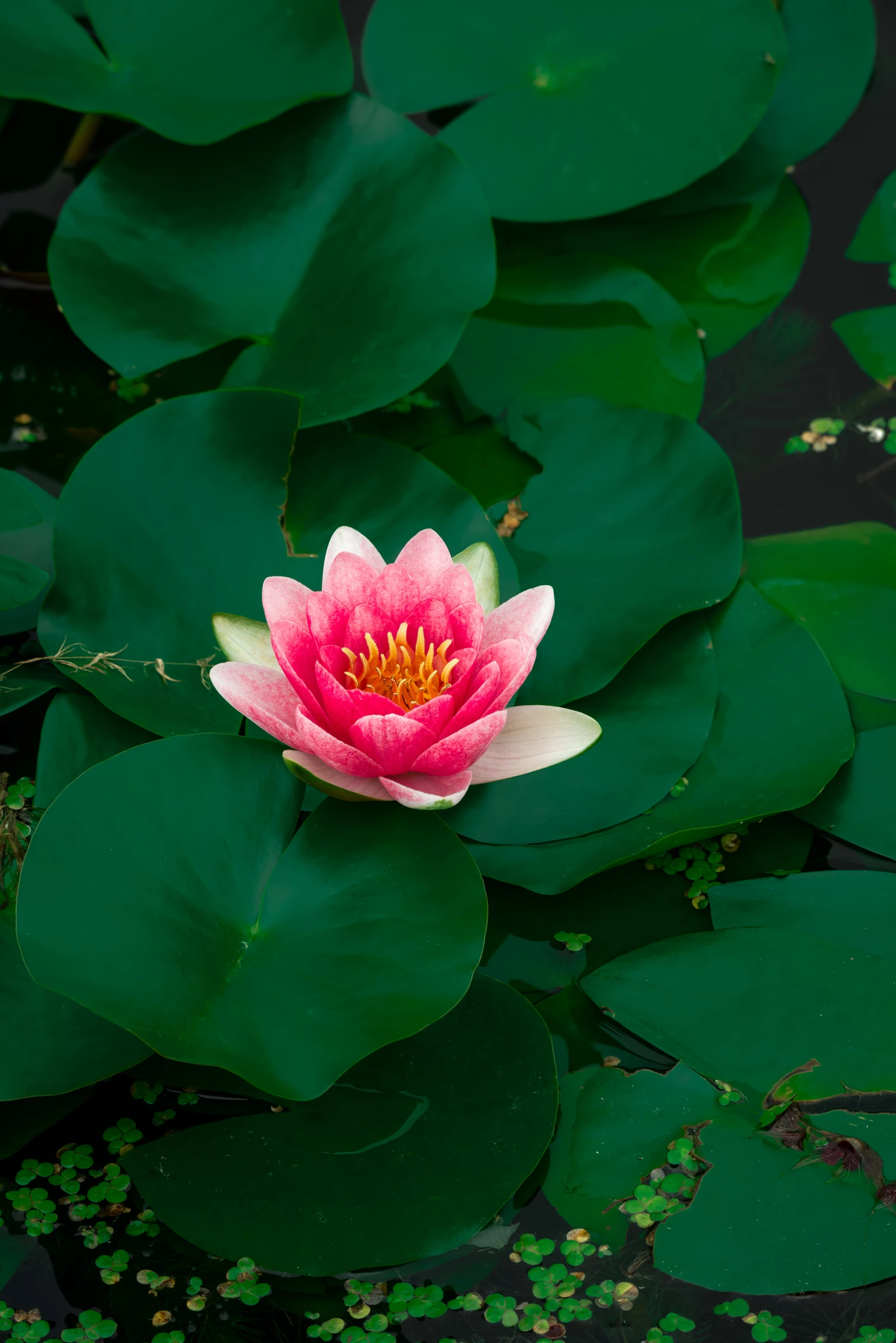 Scientists discover a new giant waterlily that was hiding in plain sight for 177 years