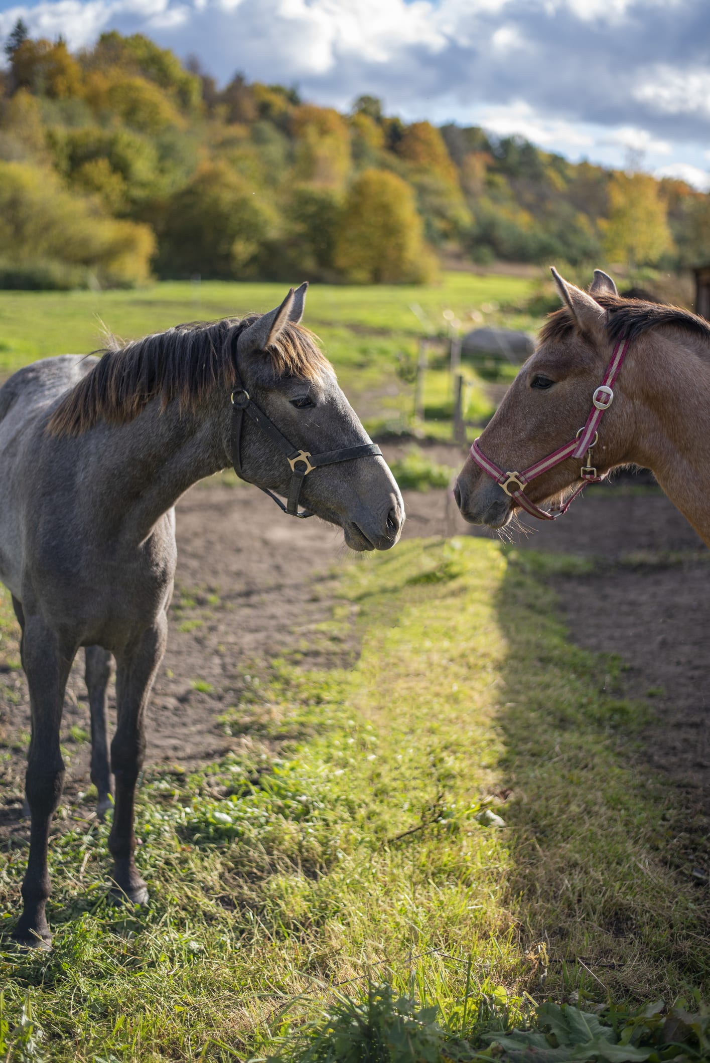 Two Blind Horses Become “Buddys” at Animal Sanctuary