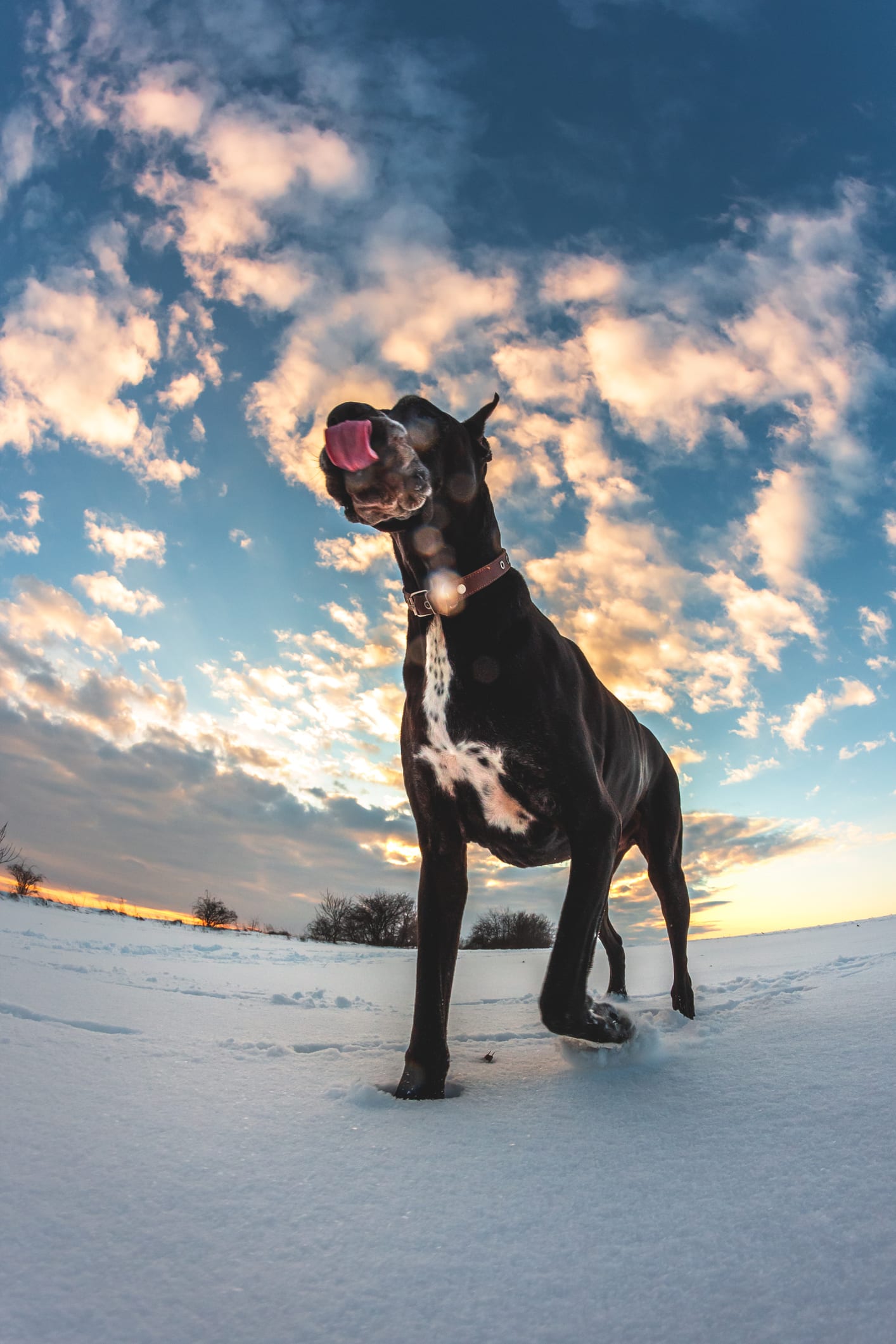 Tips para evitar que tu perro ladre mucho