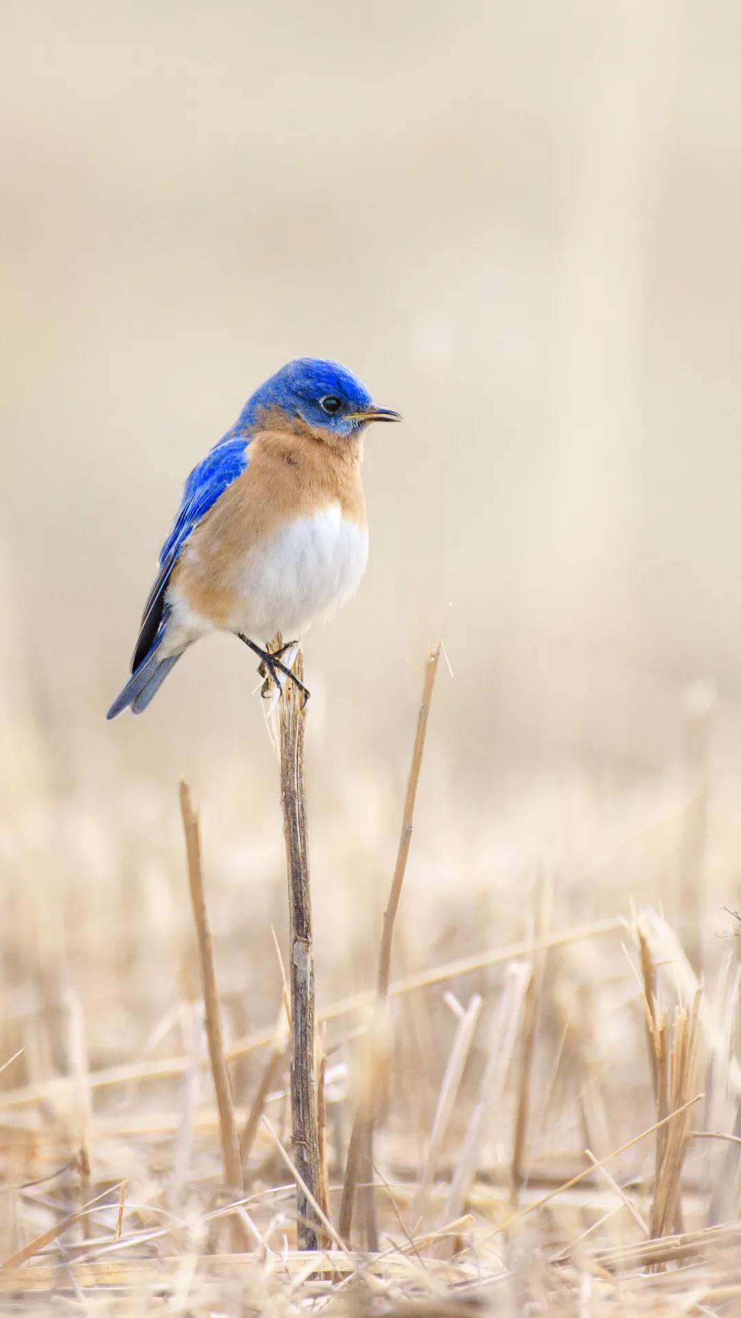 Was fliegt denn da? Menschen sollen Wintervögel zählen