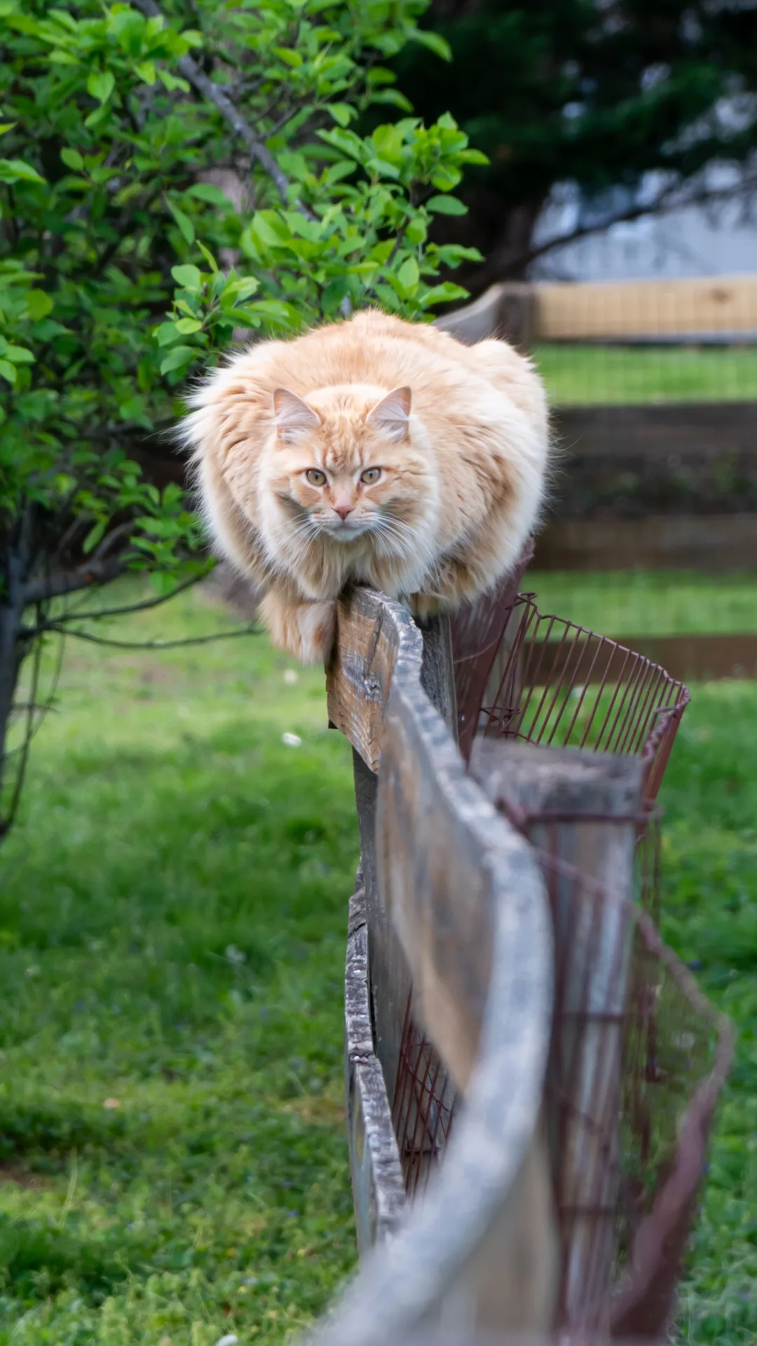 Meet Swayze, the 16.8lb cat who's gaining fans for her hefty size