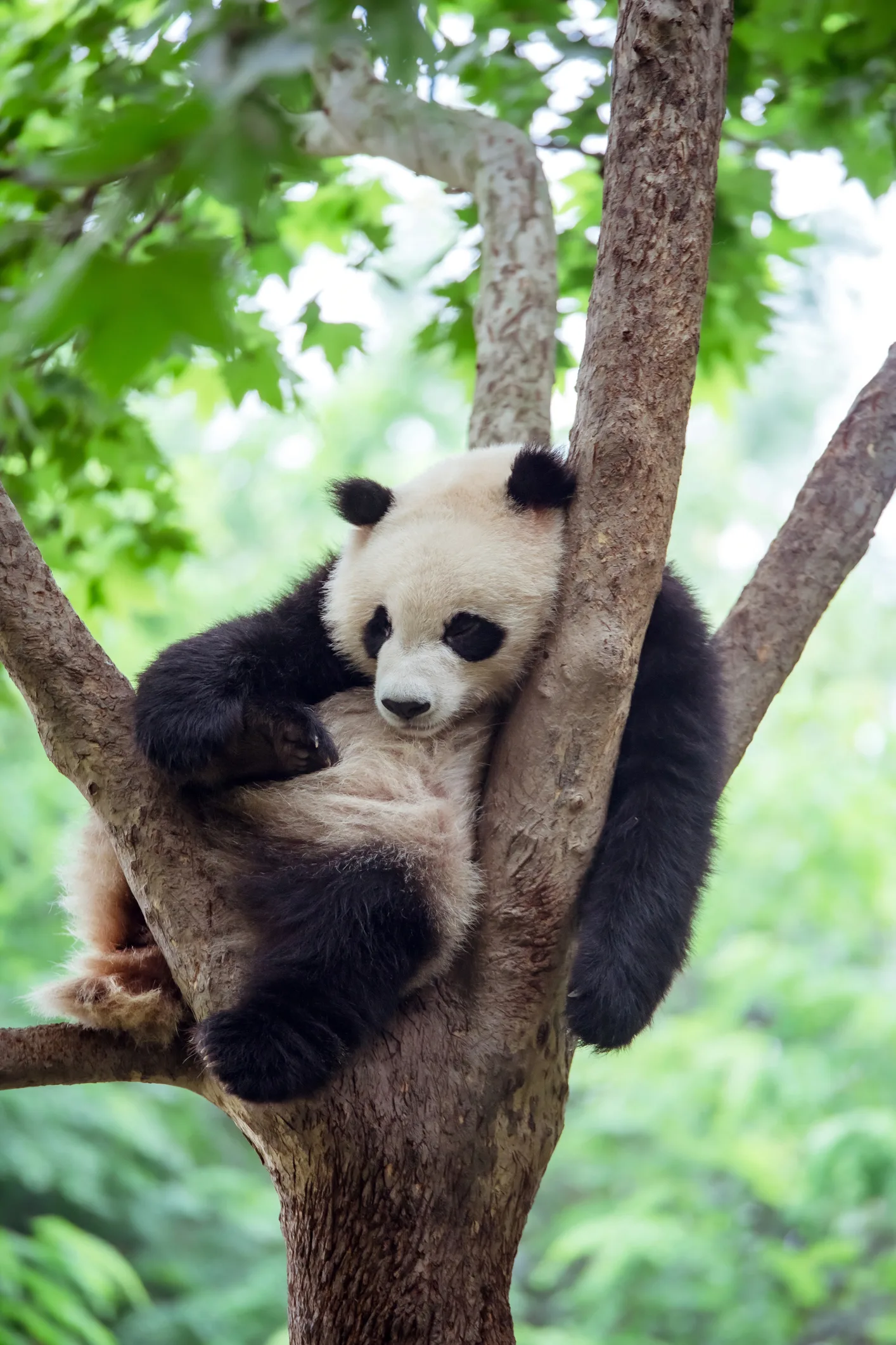 Fossil discovery solves mystery of how pandas became vegetarian