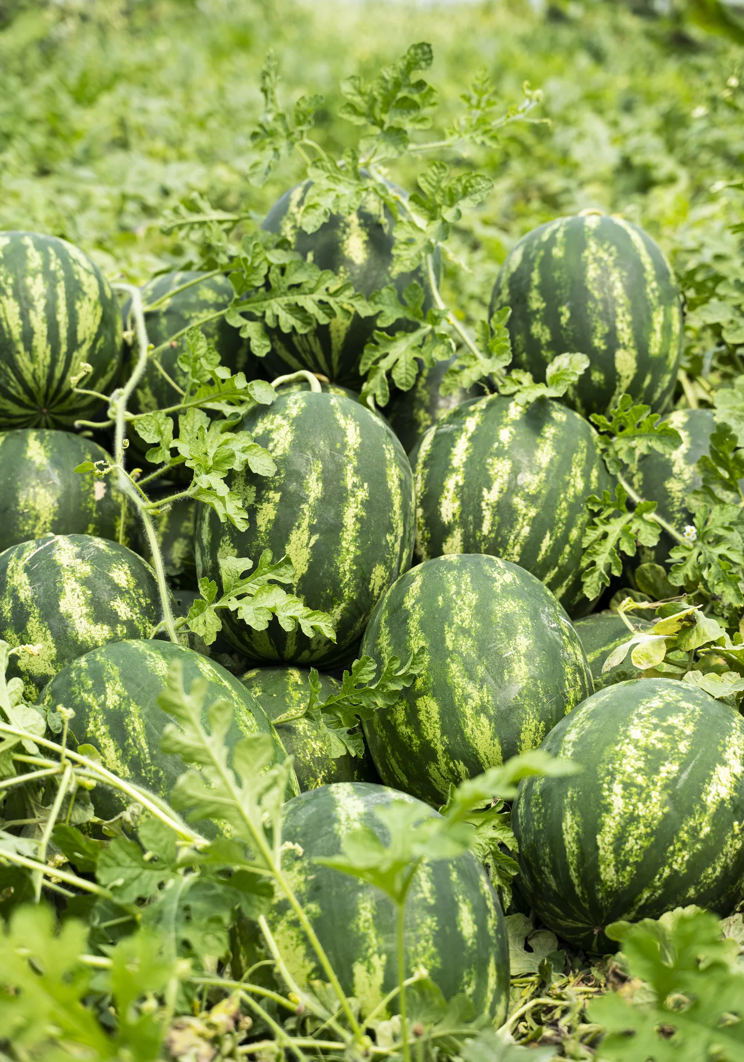 هذه أفضل طريقة للحصول على بطيخة حمراء وحلوة المذاق