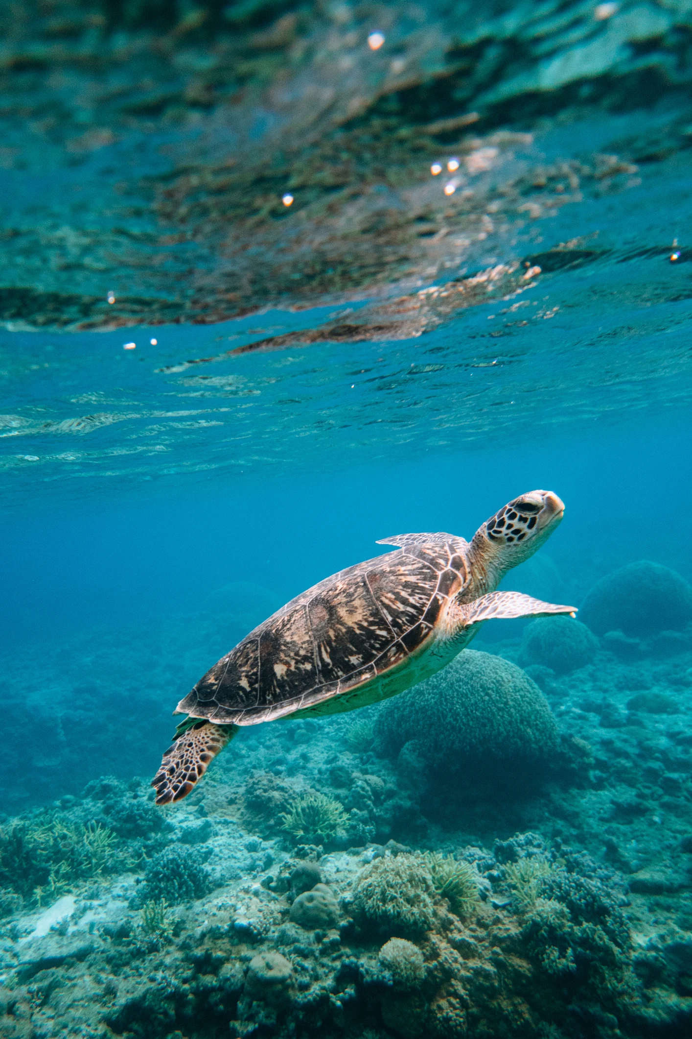10 años bajo el agua: las mejores fotos submarinas de 2021