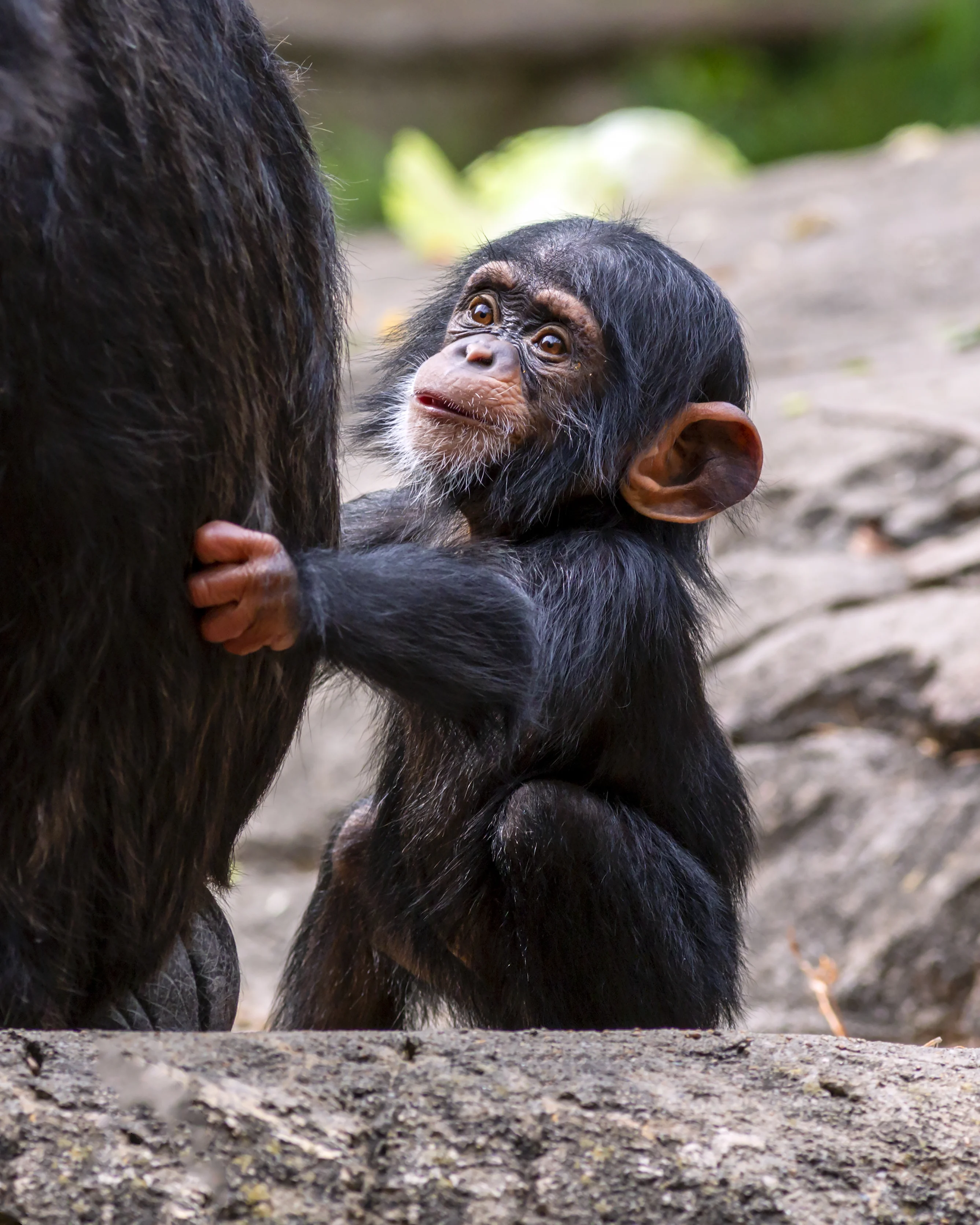 Le femmine di scimpanzé evitano l’uomo più dei maschi
