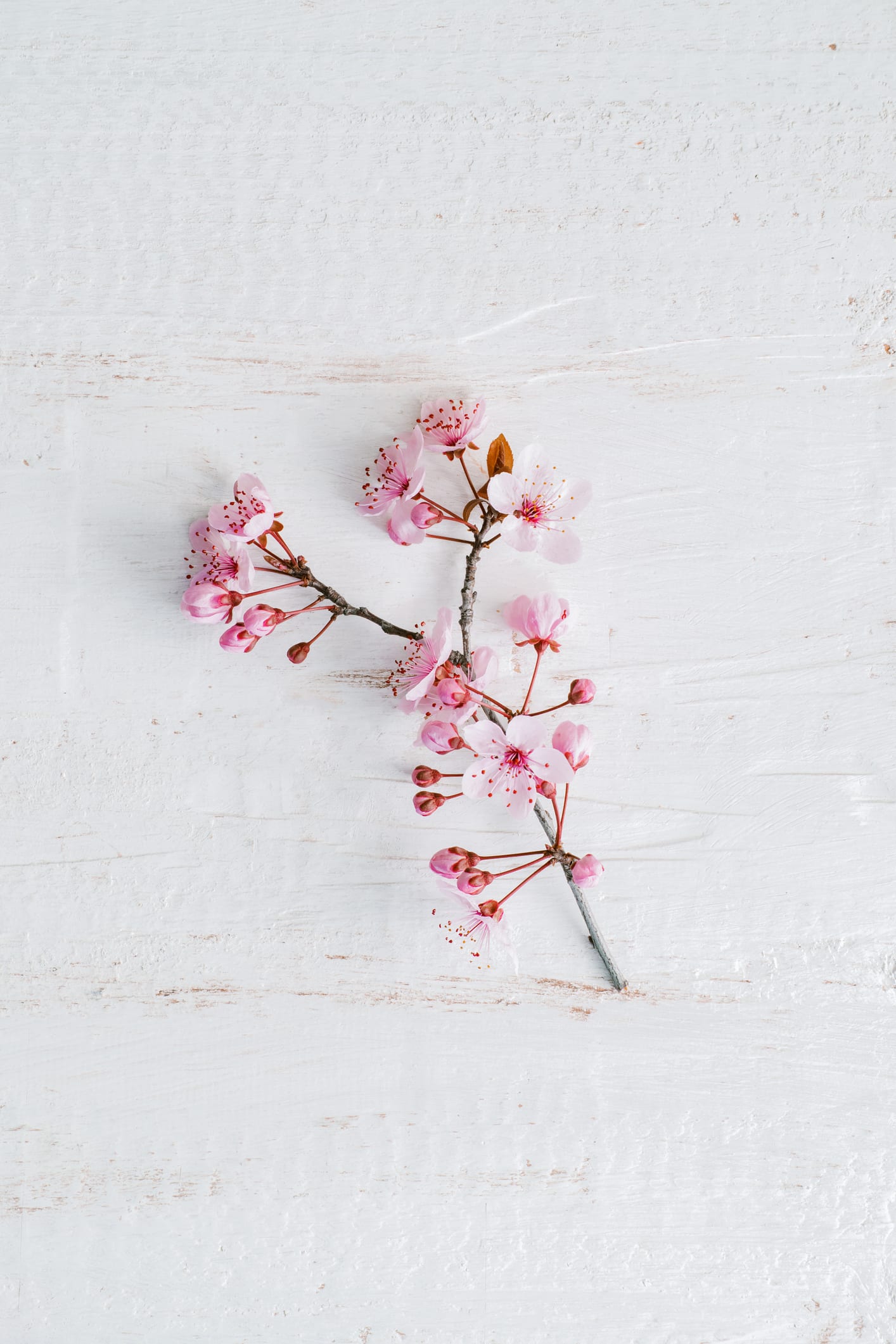 The best floral perfumes, from youthful rose to sultry jasmine