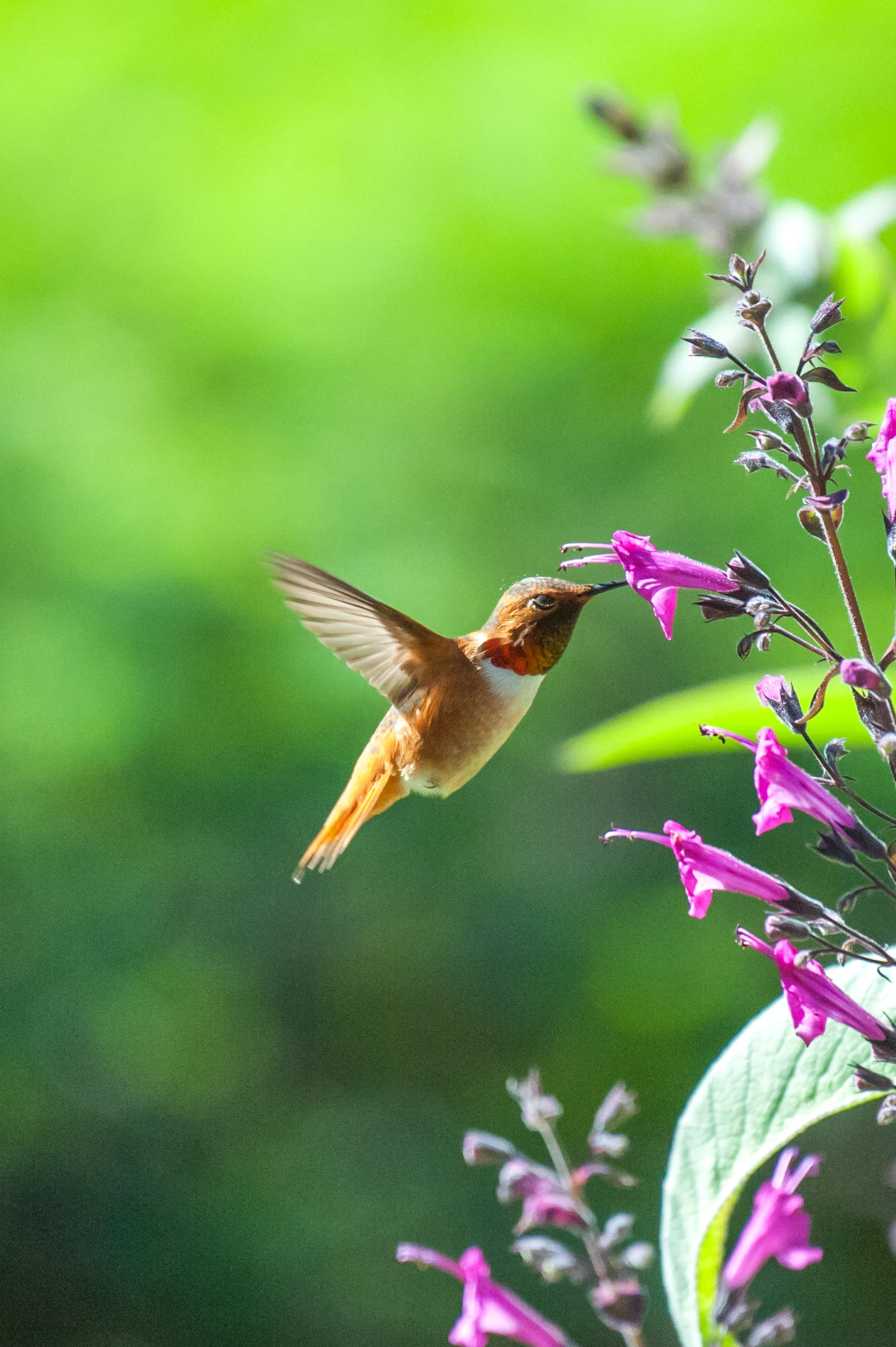3 flores que debes tener sí o sí en el jardín para atraer colibríes, abejas y mariposas
