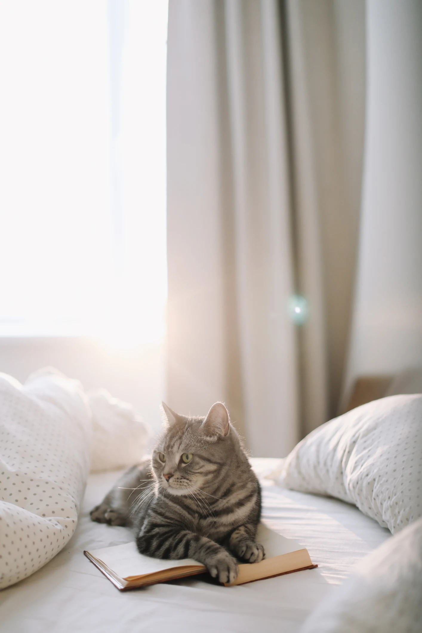 O que você precisa saber para manter o bem-estar do seu gato