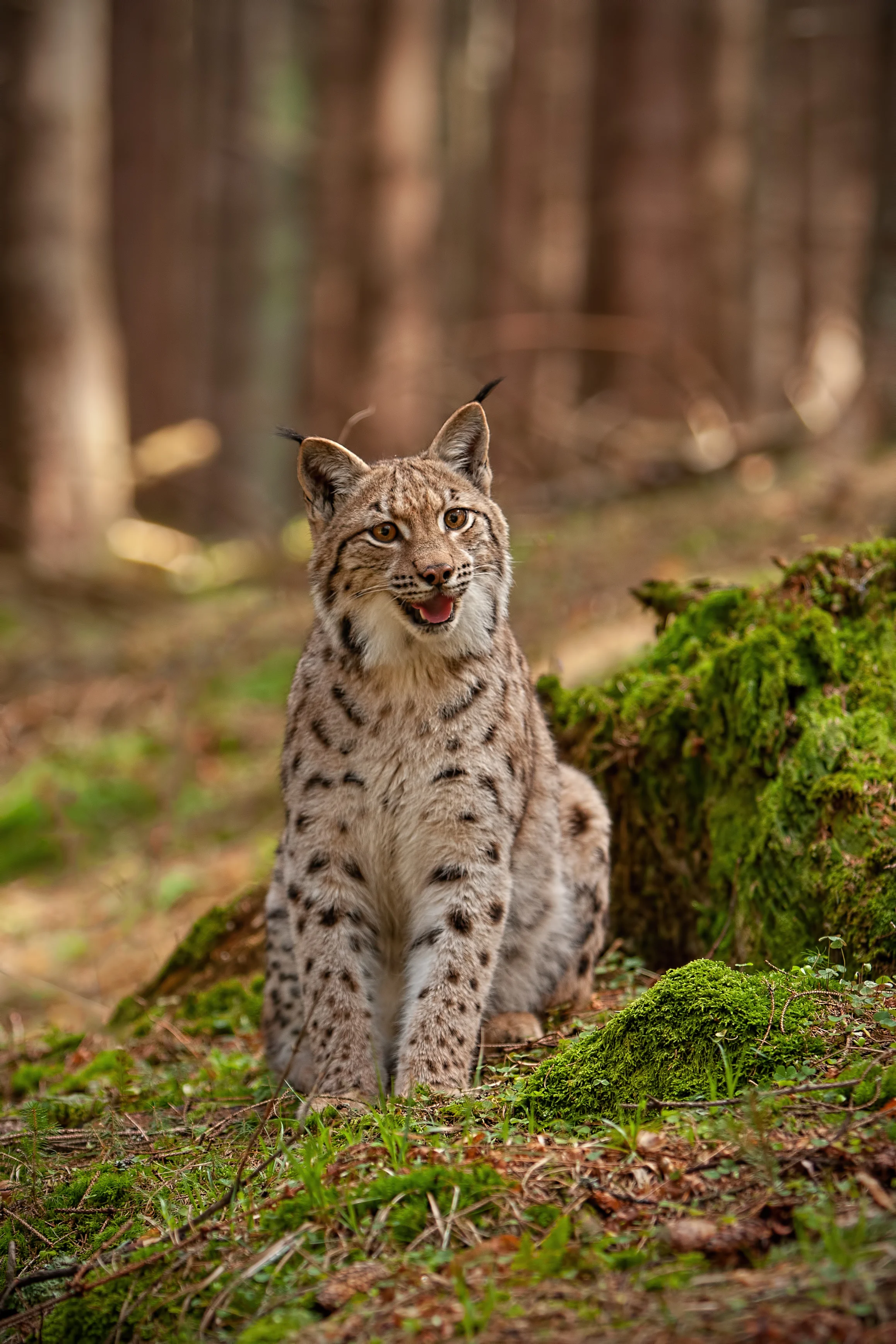 Slovenia, avvistati mamma lince e i cuccioli: 