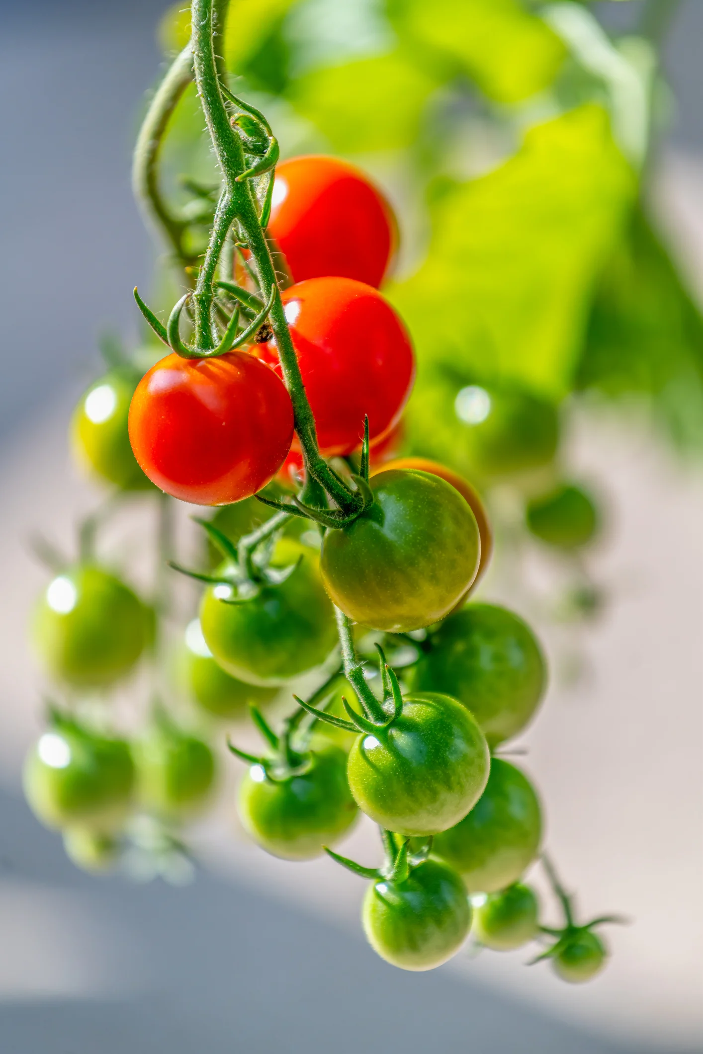 Ihre Tomatenpflanzen haben gelbe Blätter? Daran liegt's