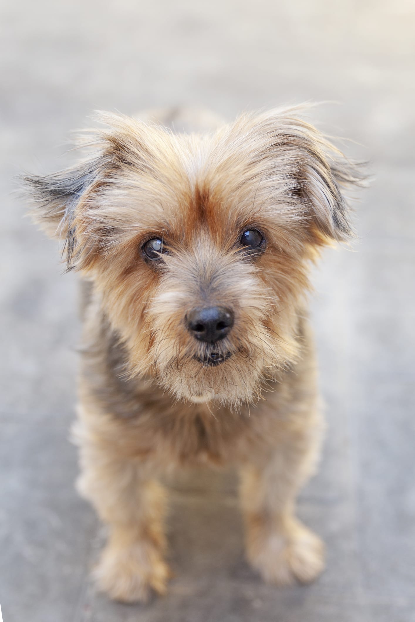 Ideal para familias que viven en departamentos, 4 razas de perros pequeños