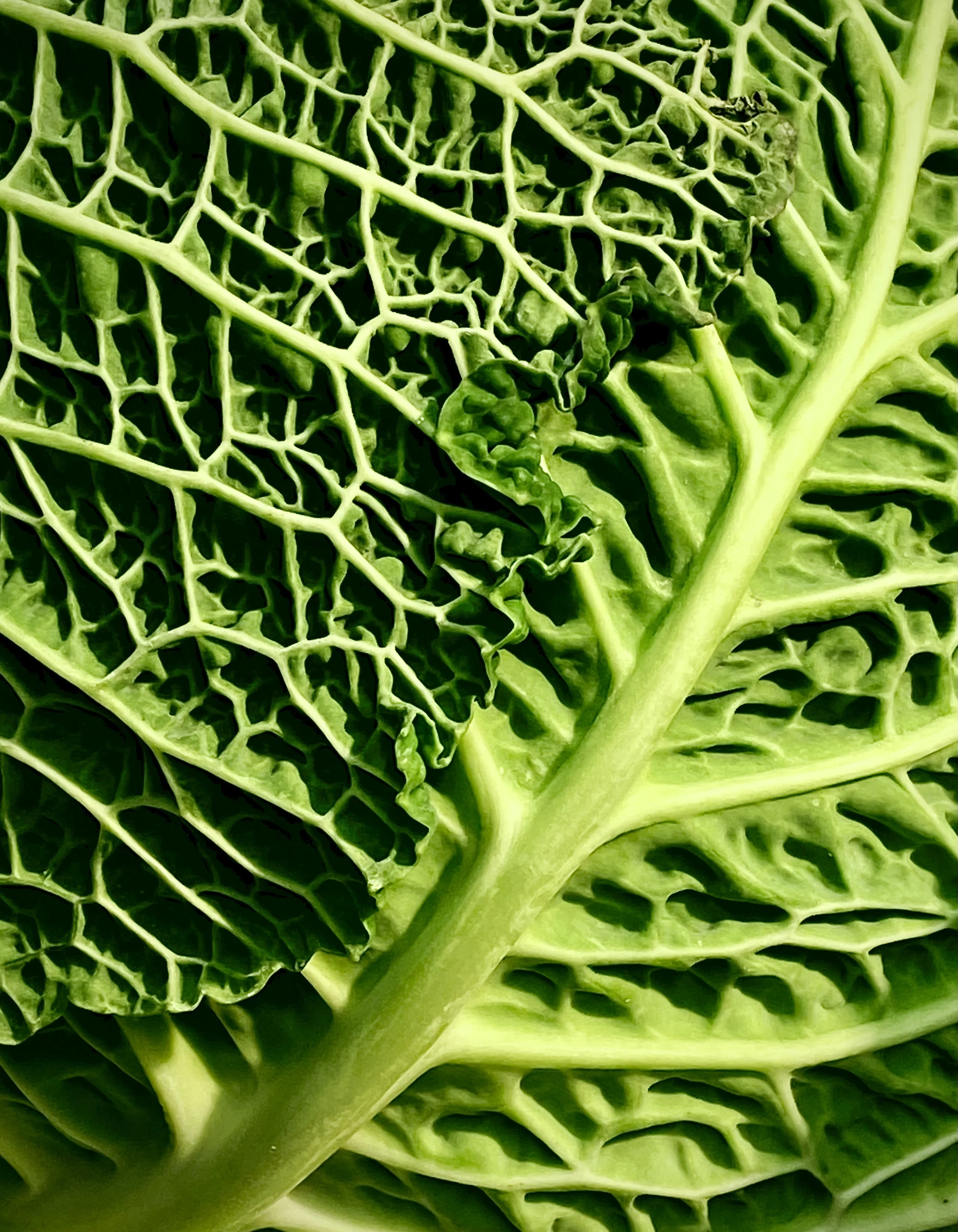 Confirman dos beneficios de las dietas veganas