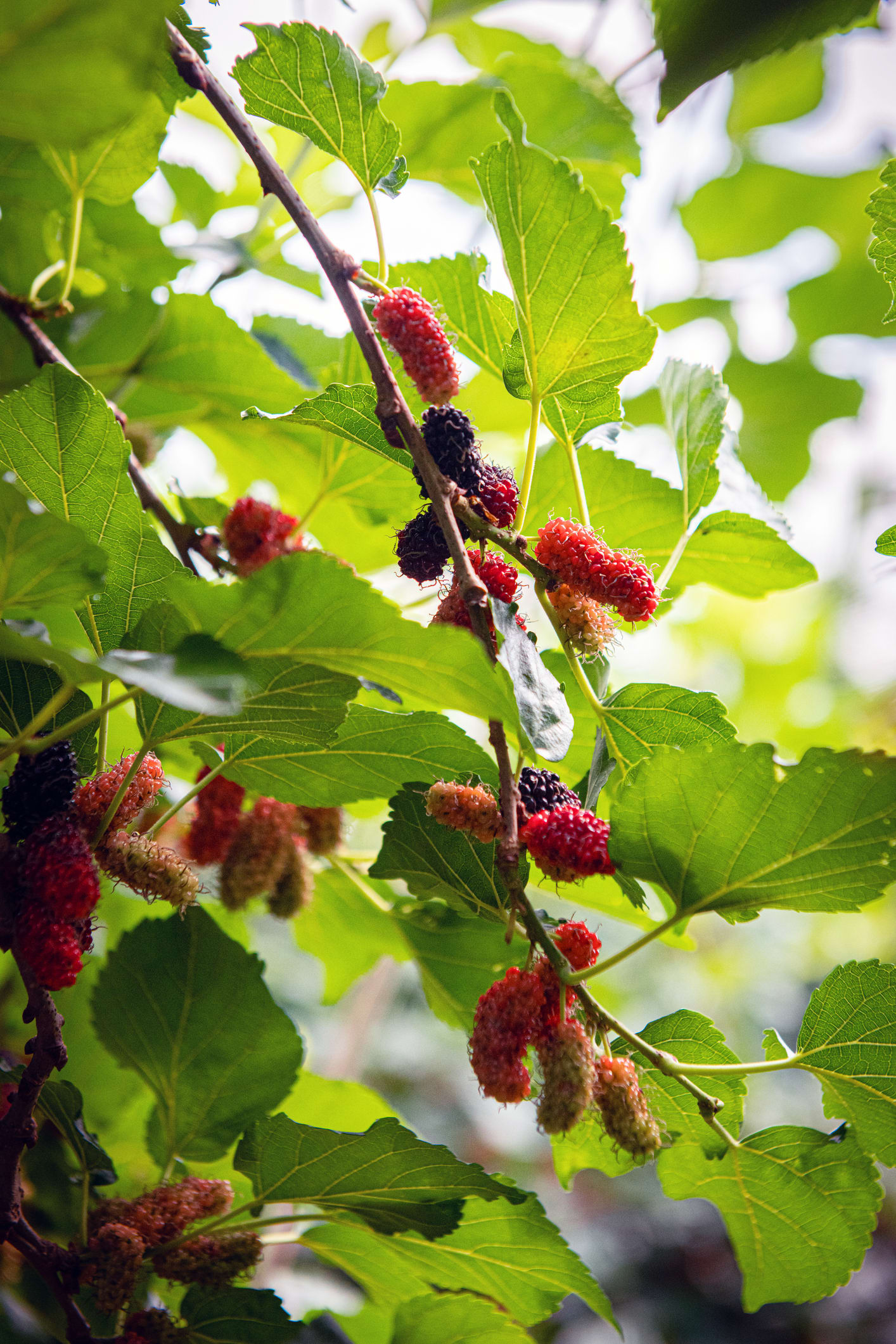 How and Why You Should Grow a Mulberry Tree