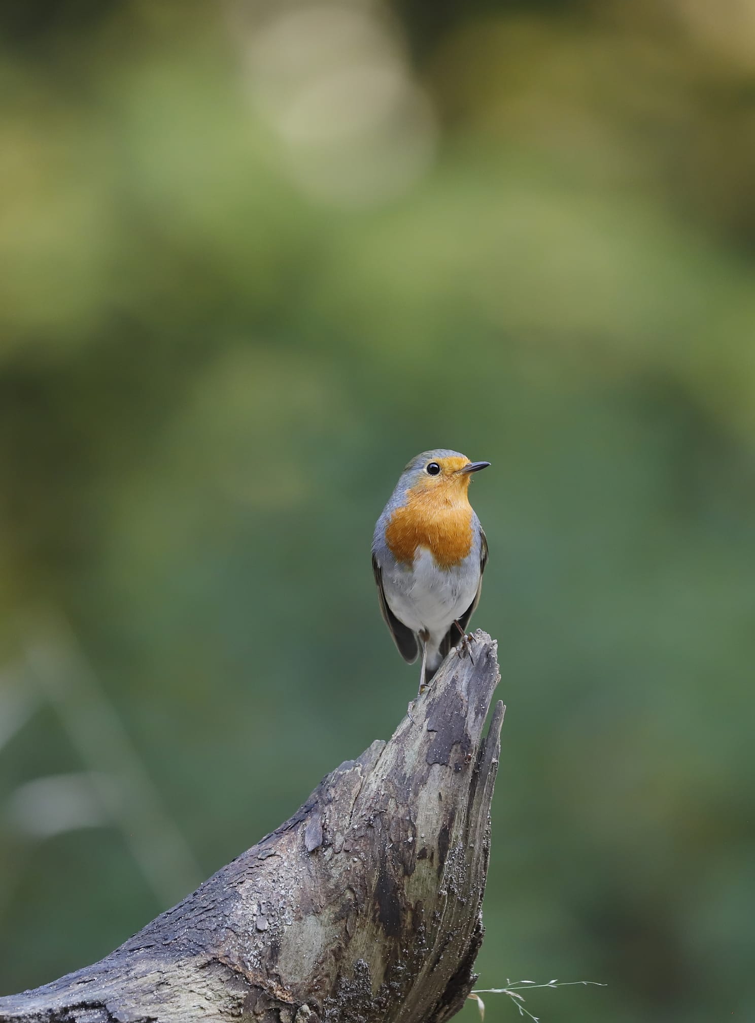 Comment attirer les rouges-gorges dans son jardin ?
