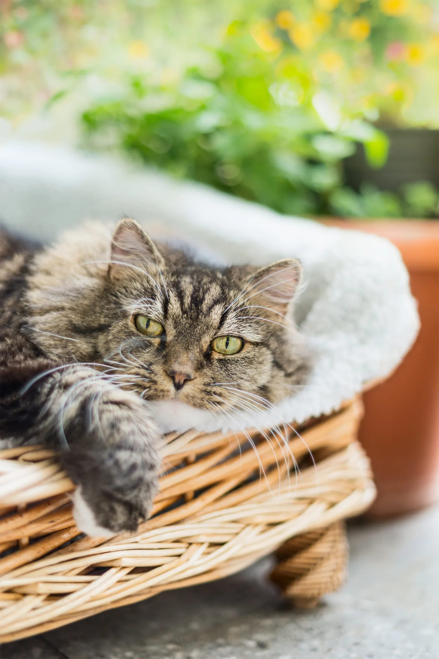 Netz und Schatten: So machen Sie ihren Balkon katzenfit