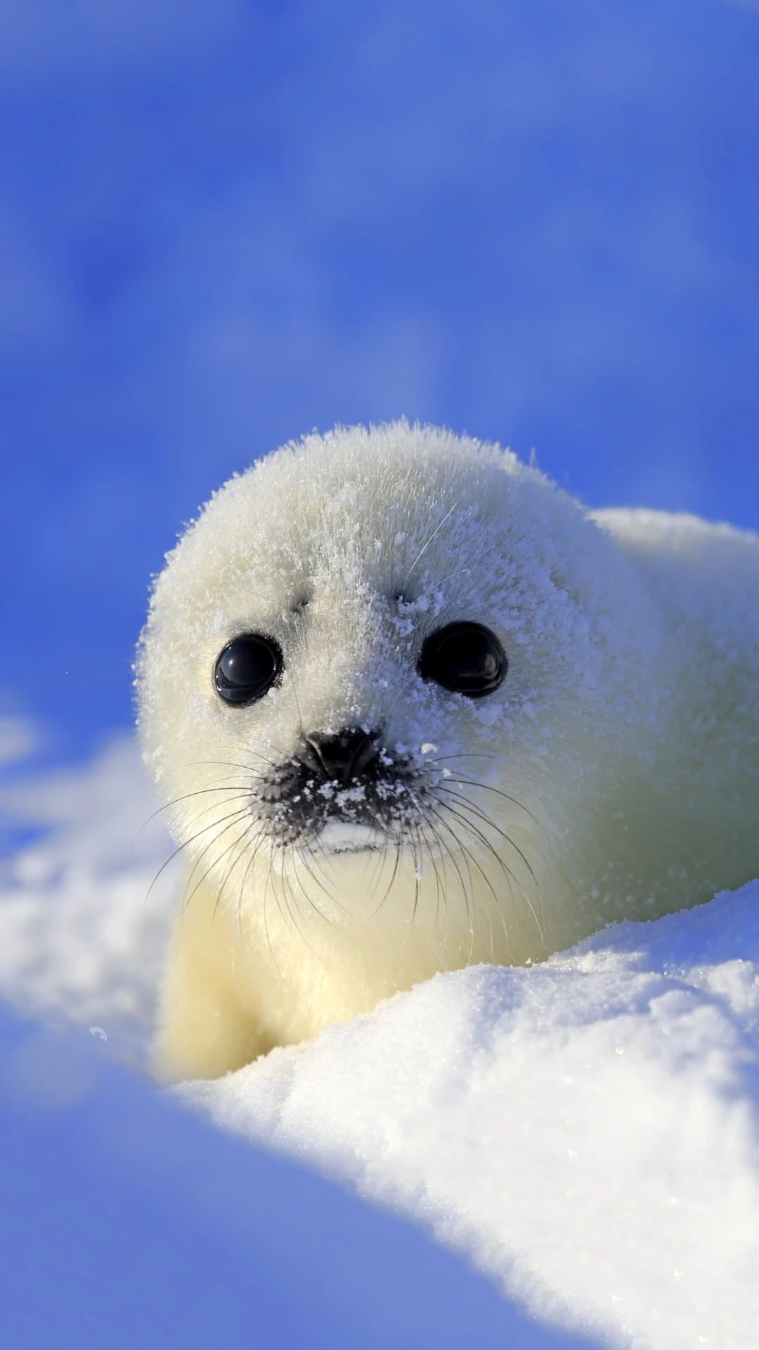 Seals can change the tone of their voice just like humans, study finds