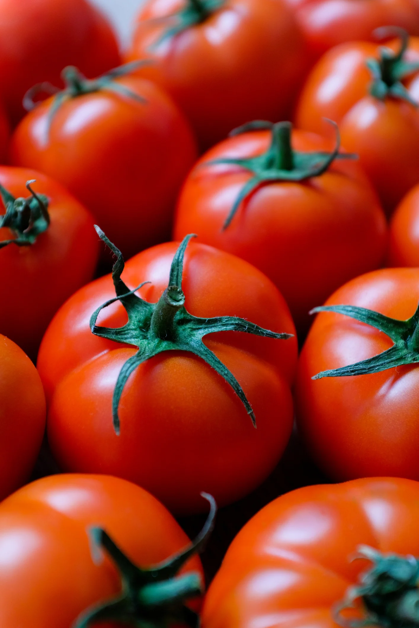 Cómo cultivar tomates en tu casa (incluso si no tienes terraza)