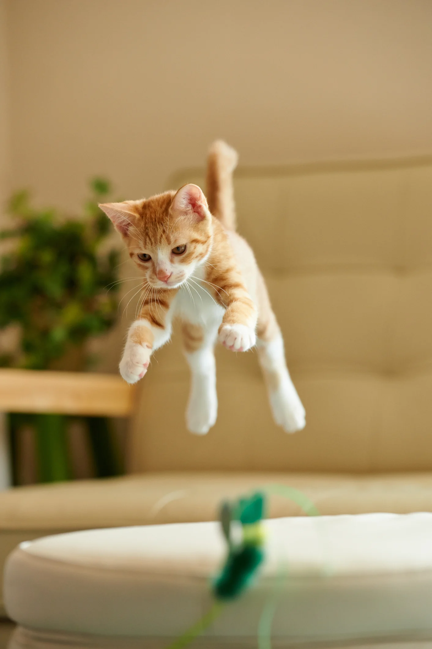 Il gatto comprende le leggi della fisica: lo dice la scienza