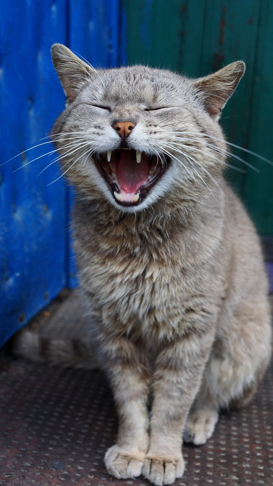 Pura ternura, 5 señales de que tu gato es feliz contigo