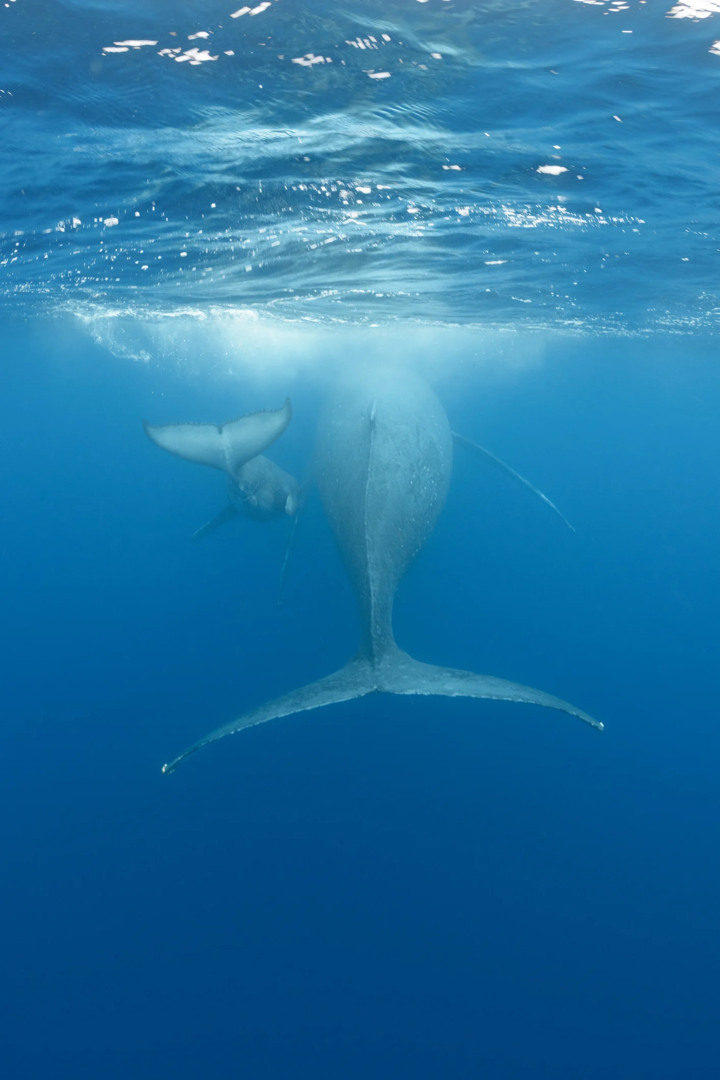 Las bellas imágenes de las ballenas que se acercan a la costa mediterránea de España