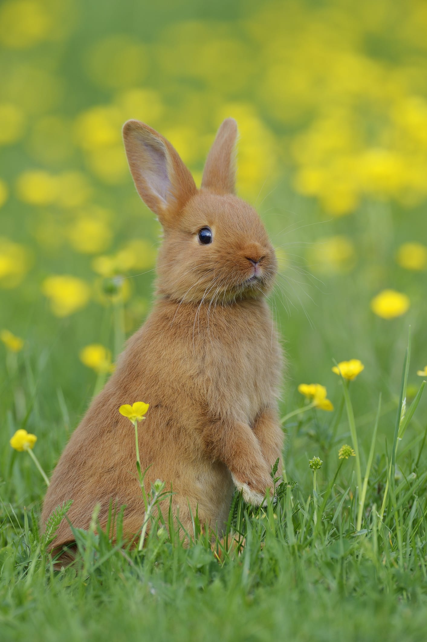 Top 15 des animaux les plus mignons du monde