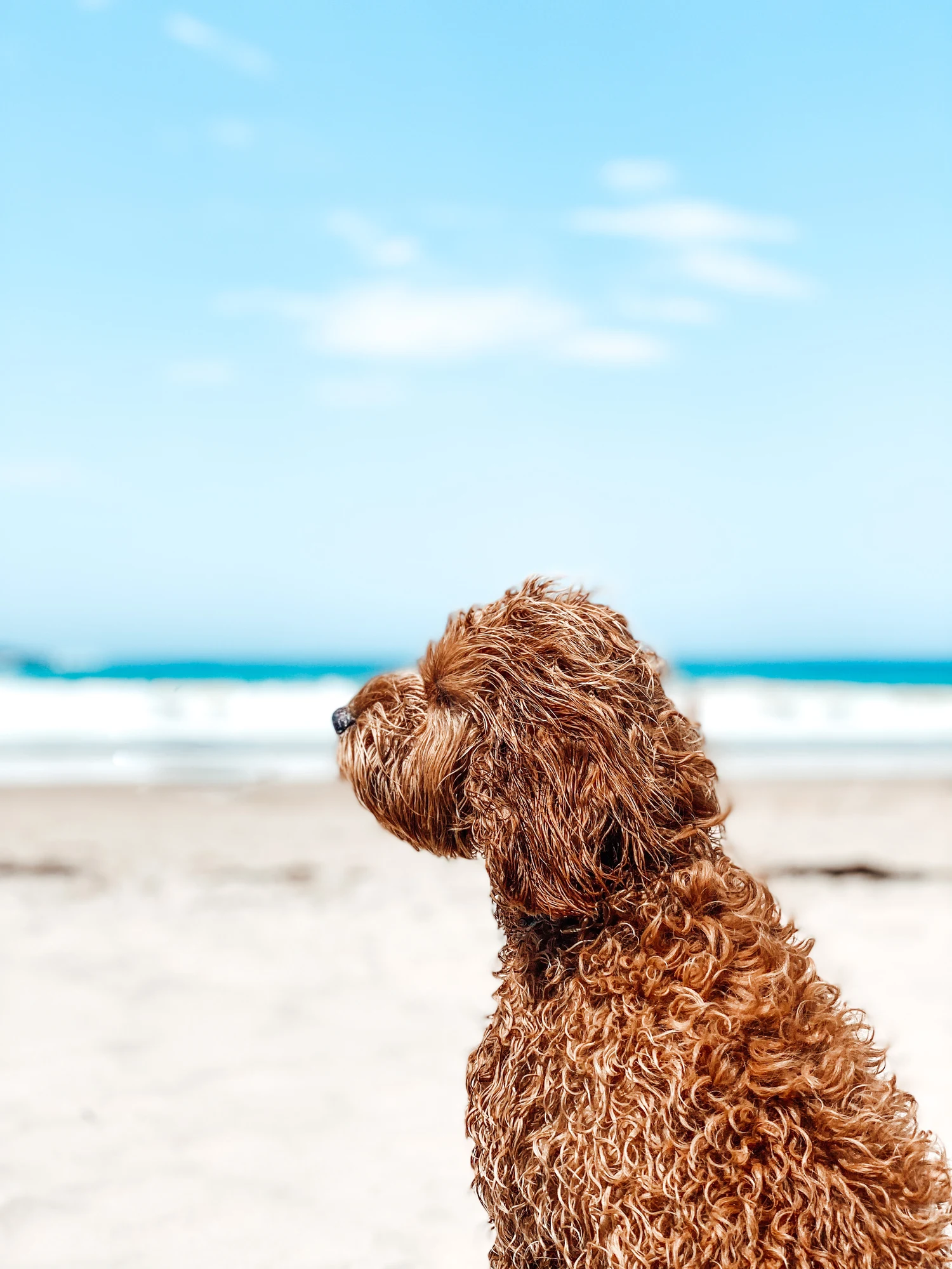 Here's why your dog always stares at you