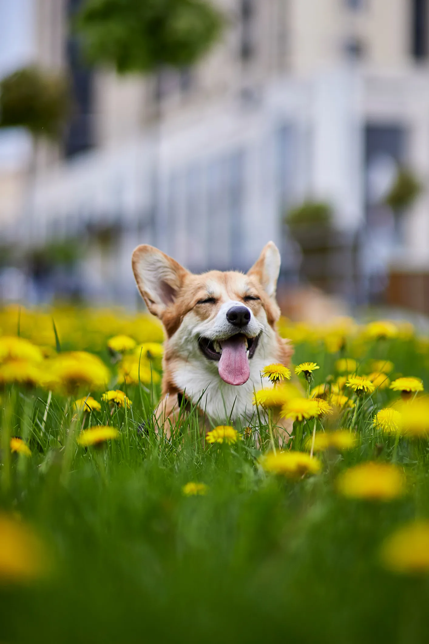 Fable's dog toys merge enrichment and aesthetic, but are they worth the money?