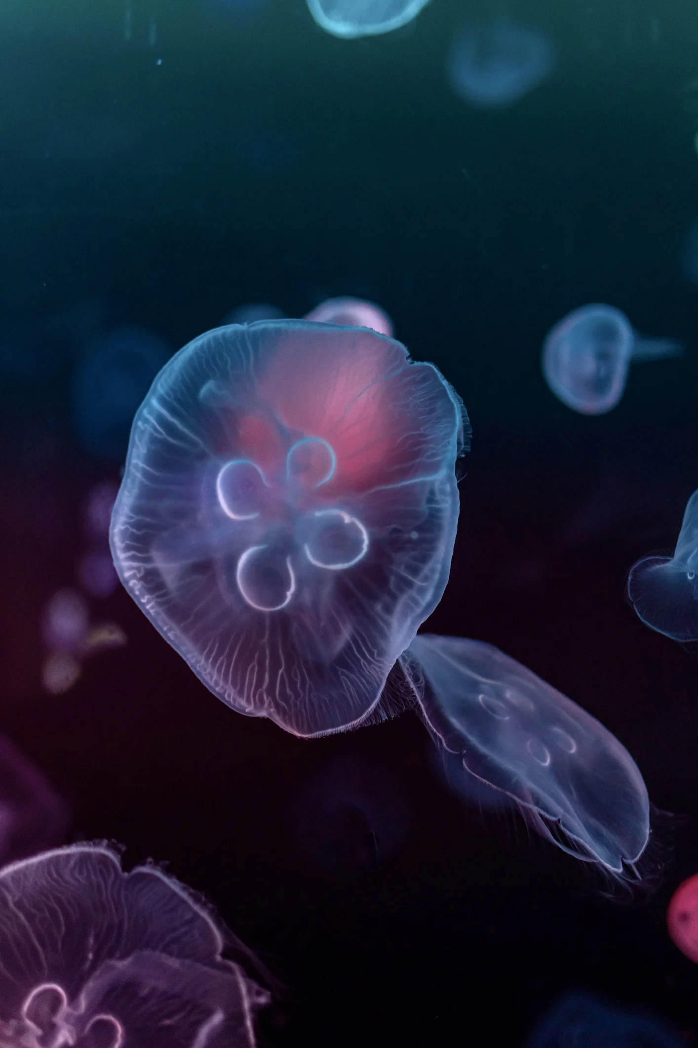 Cameras caught a 'space jellyfish' fly over Georgia. Here’s what it really was.