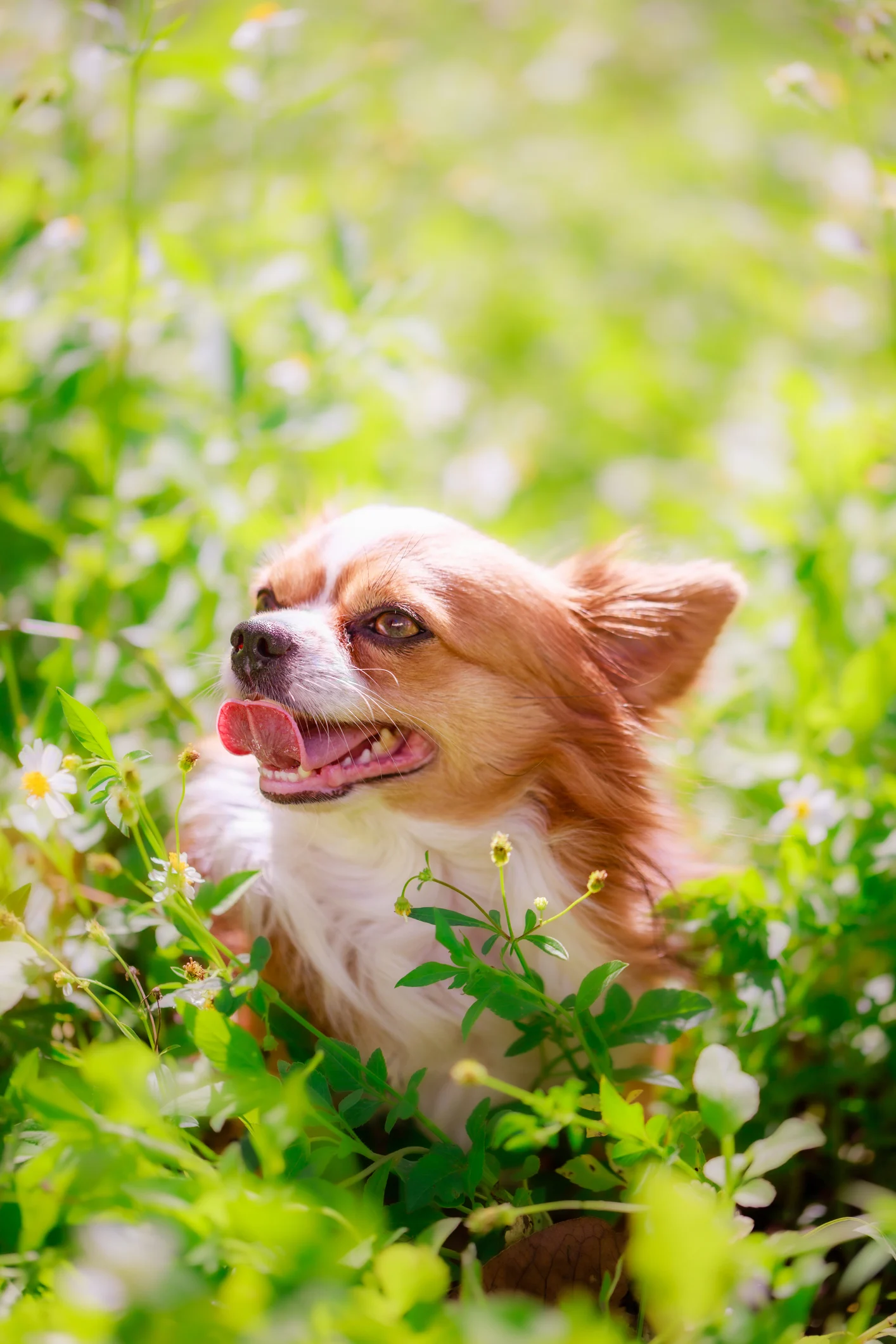 หมาไม่ใช่เซฟโซน! หนุ่มโพสต์ภาพสุดฮา “ของเล่นหมาที่สนุกที่สุด” ชาวเน็ตแห่แชร์จนกลายเป็นไวรัล!