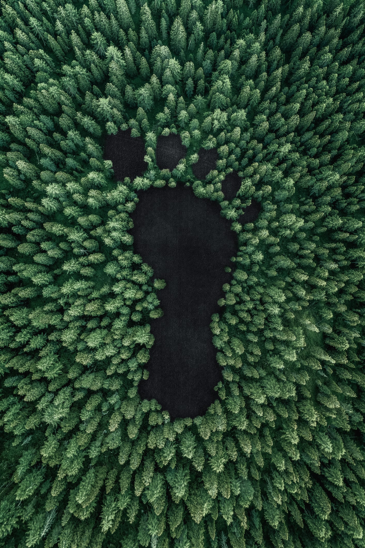 كيف يمكن الحفاظ على الغابات من الزوال باستخدام تكنولوجيا الفضاء؟