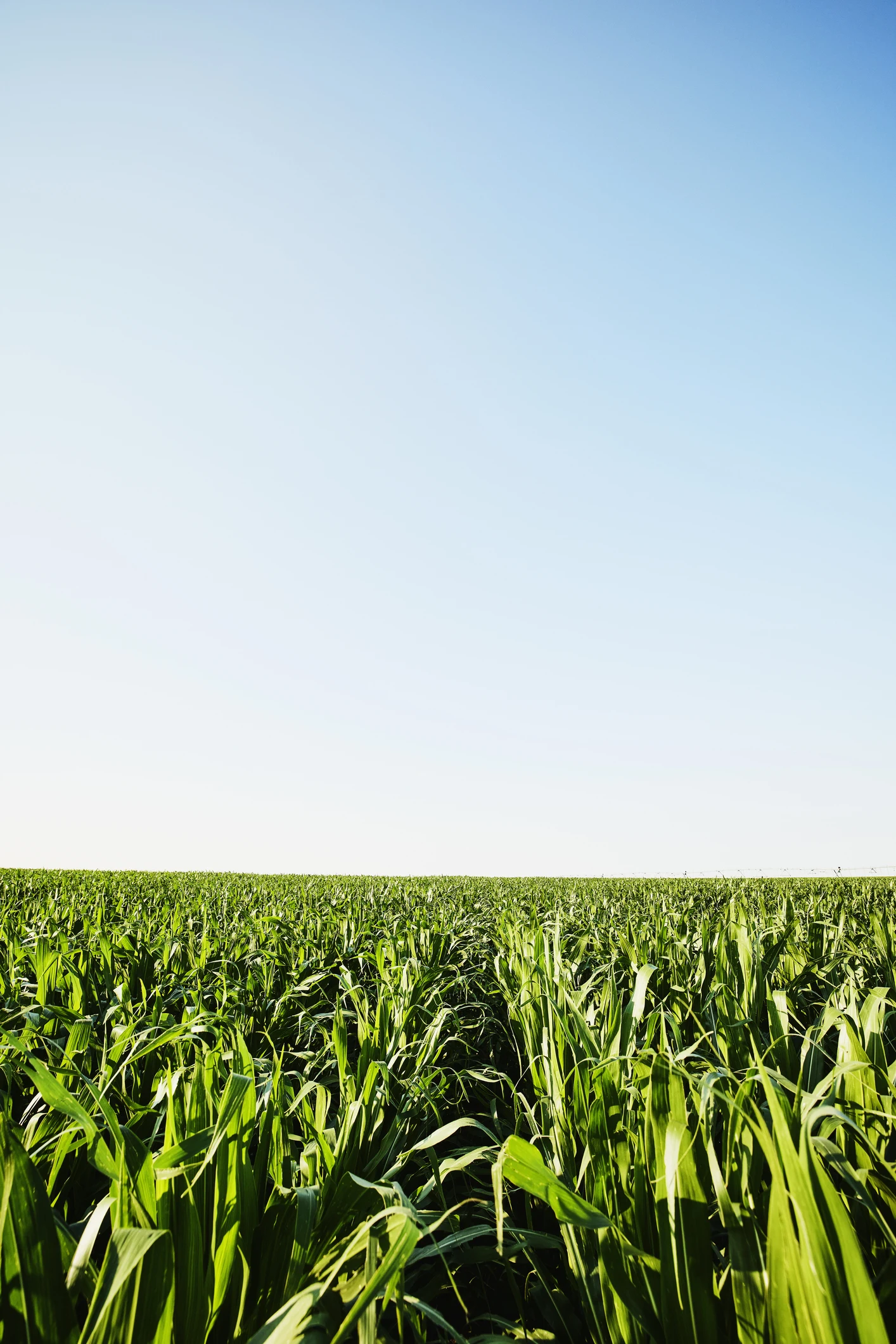 สตาร์ตอัปสหรัฐฯ ใช้หุ่นยนต์ และ AI ช่วยทำฟาร์มเกษตร