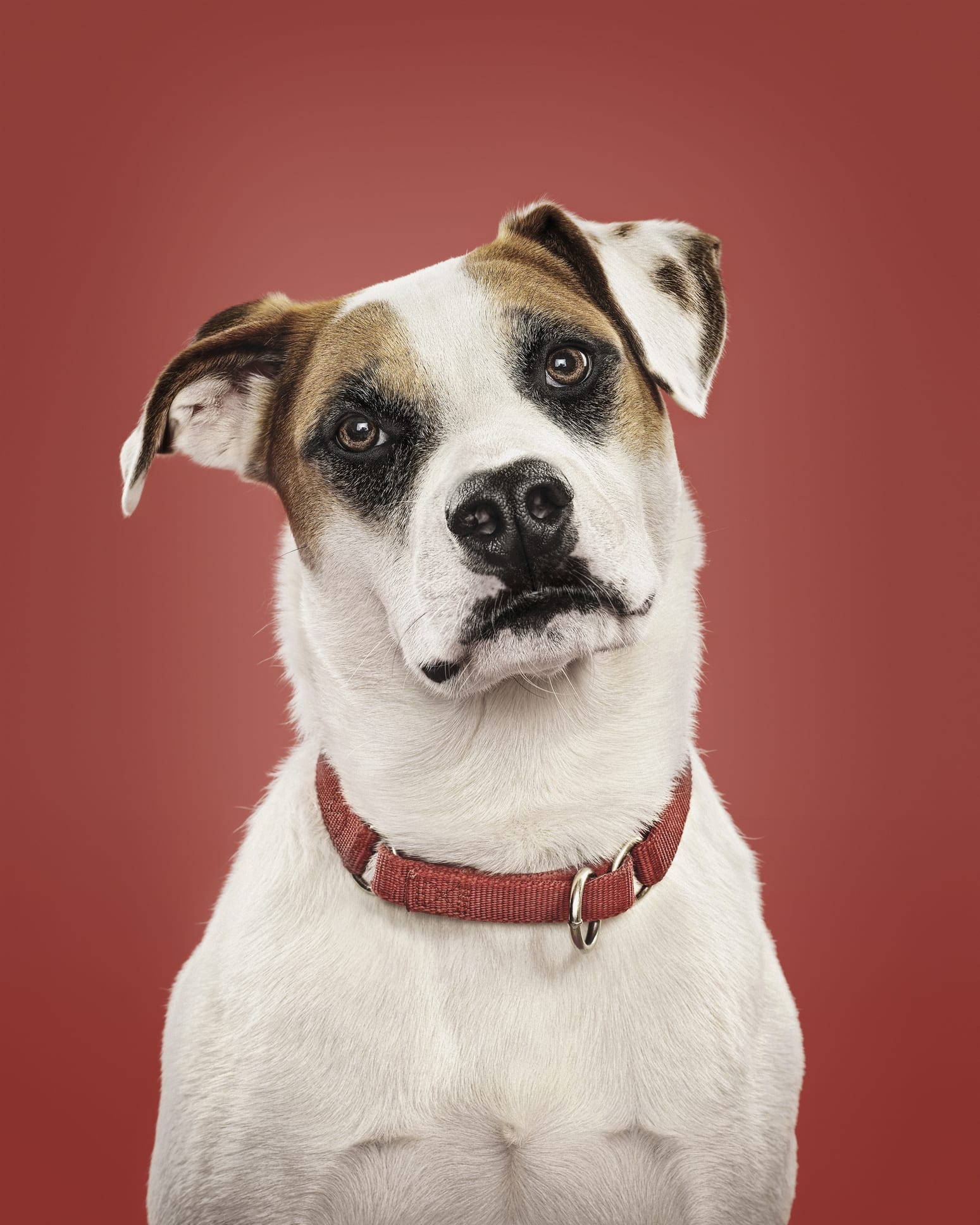 Here's why your dog always stares at you