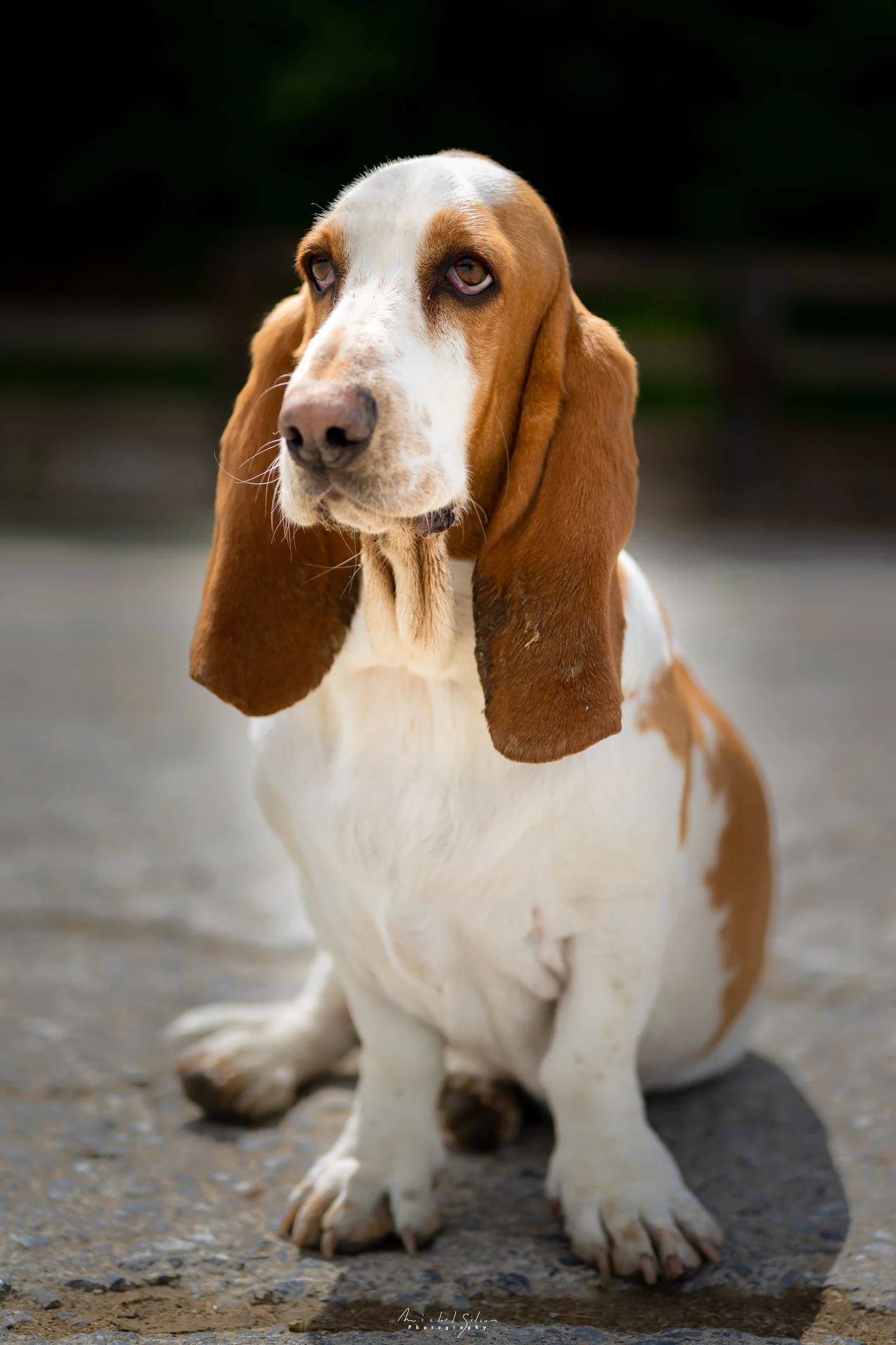 Adestrador explica se é possível ensinar o cachorro a não caçar outros animais