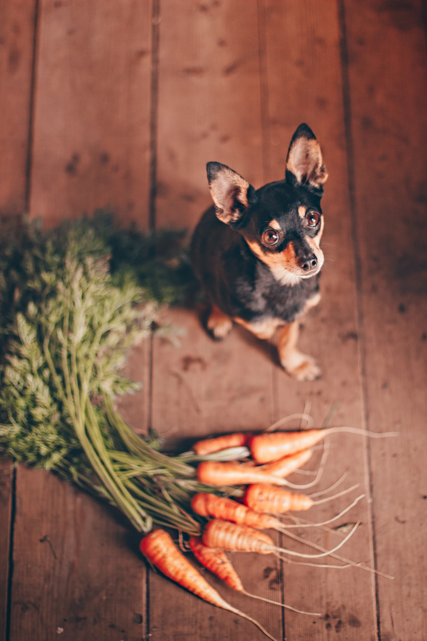 Estas 3 frutas que tienes en casa pueden ser tóxicas para tus perros