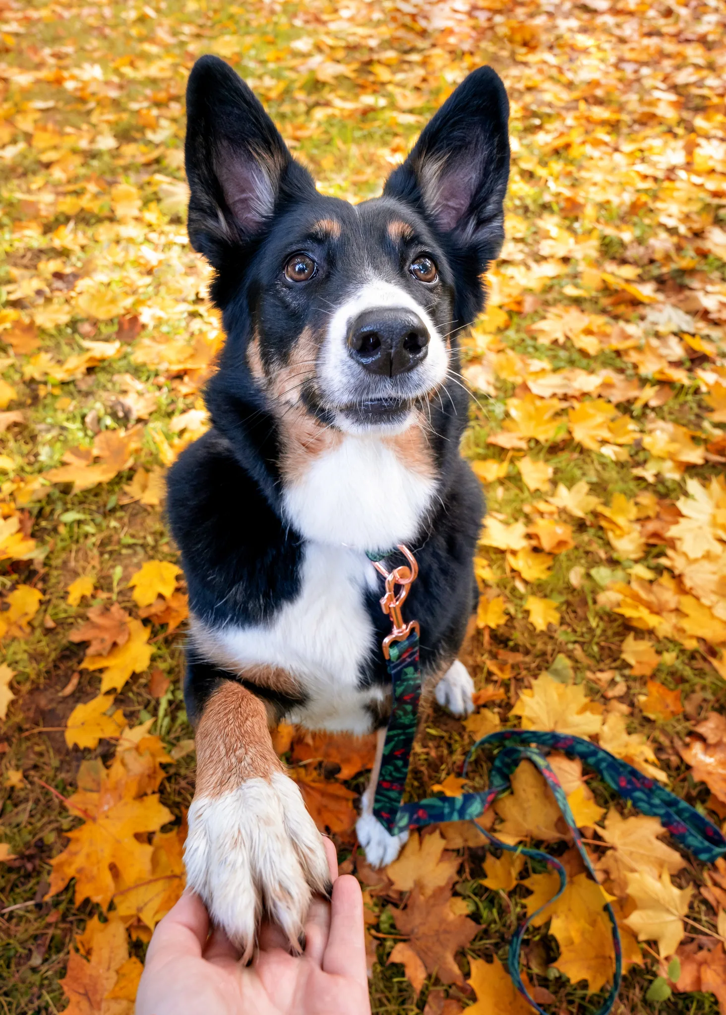 ¿Por qué tu perro ladra a otros perros cuando lo sacas a pasear?